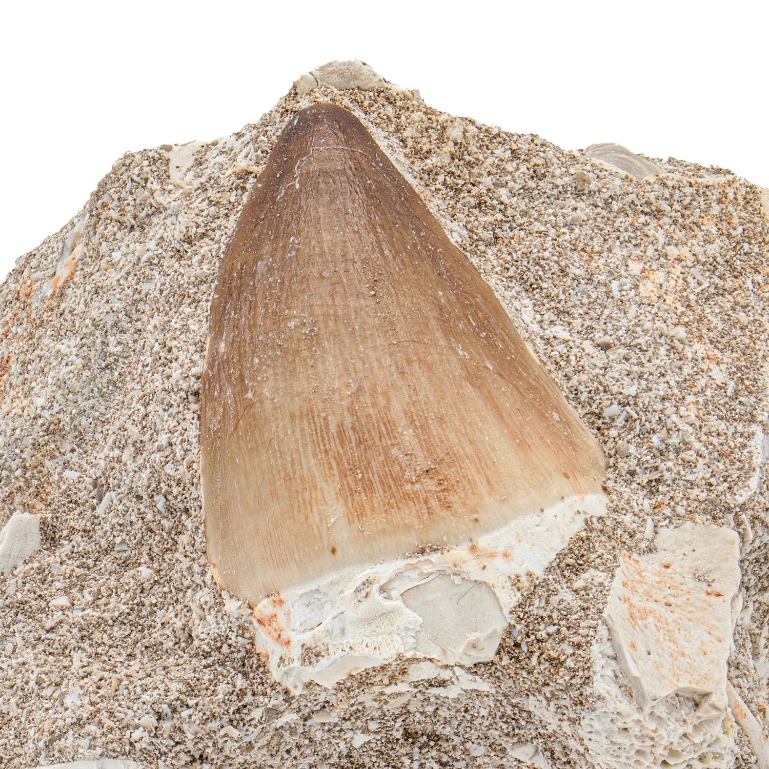 Mosasaur Tooth - SOLD 1.83" in Matrix - Image 2