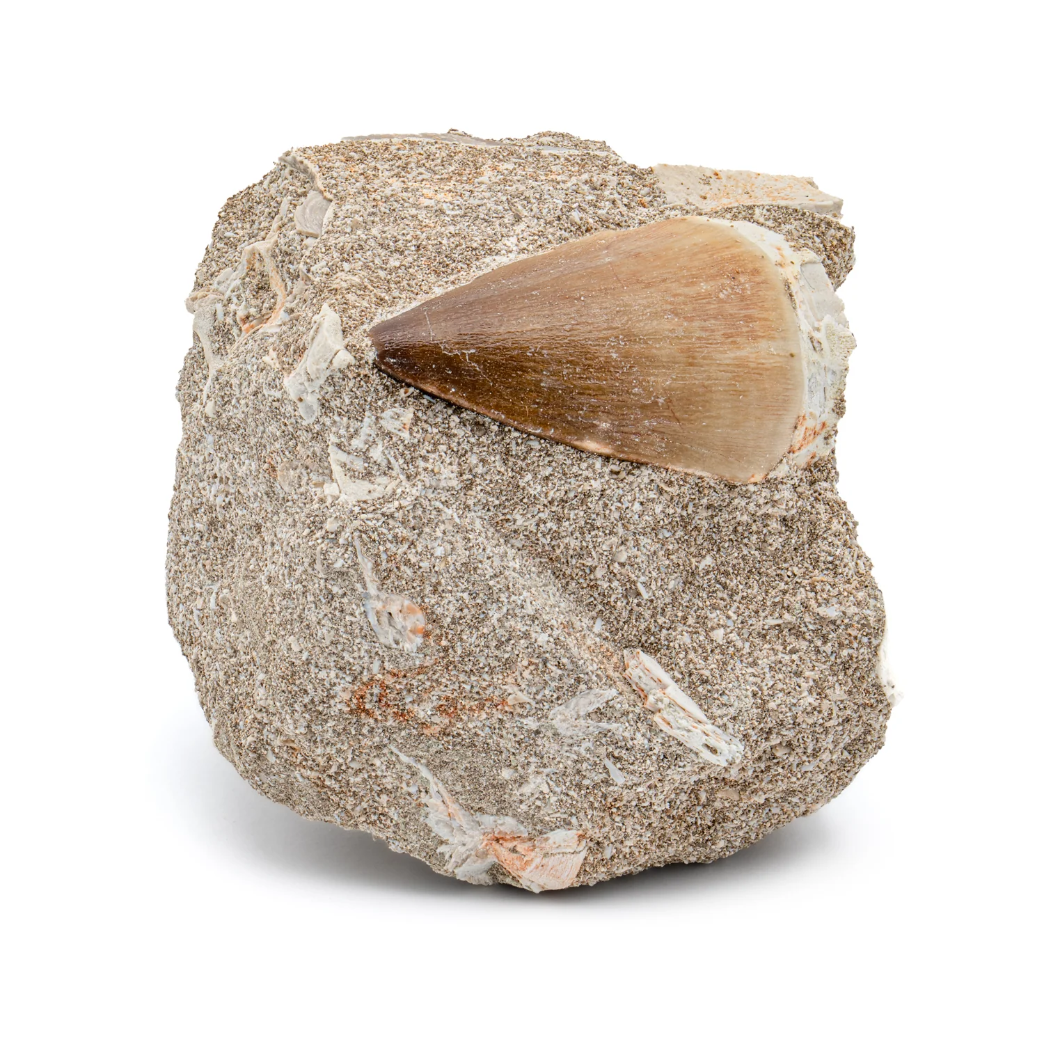 Mosasaur Tooth - SOLD 1.83" in Matrix - Image 3