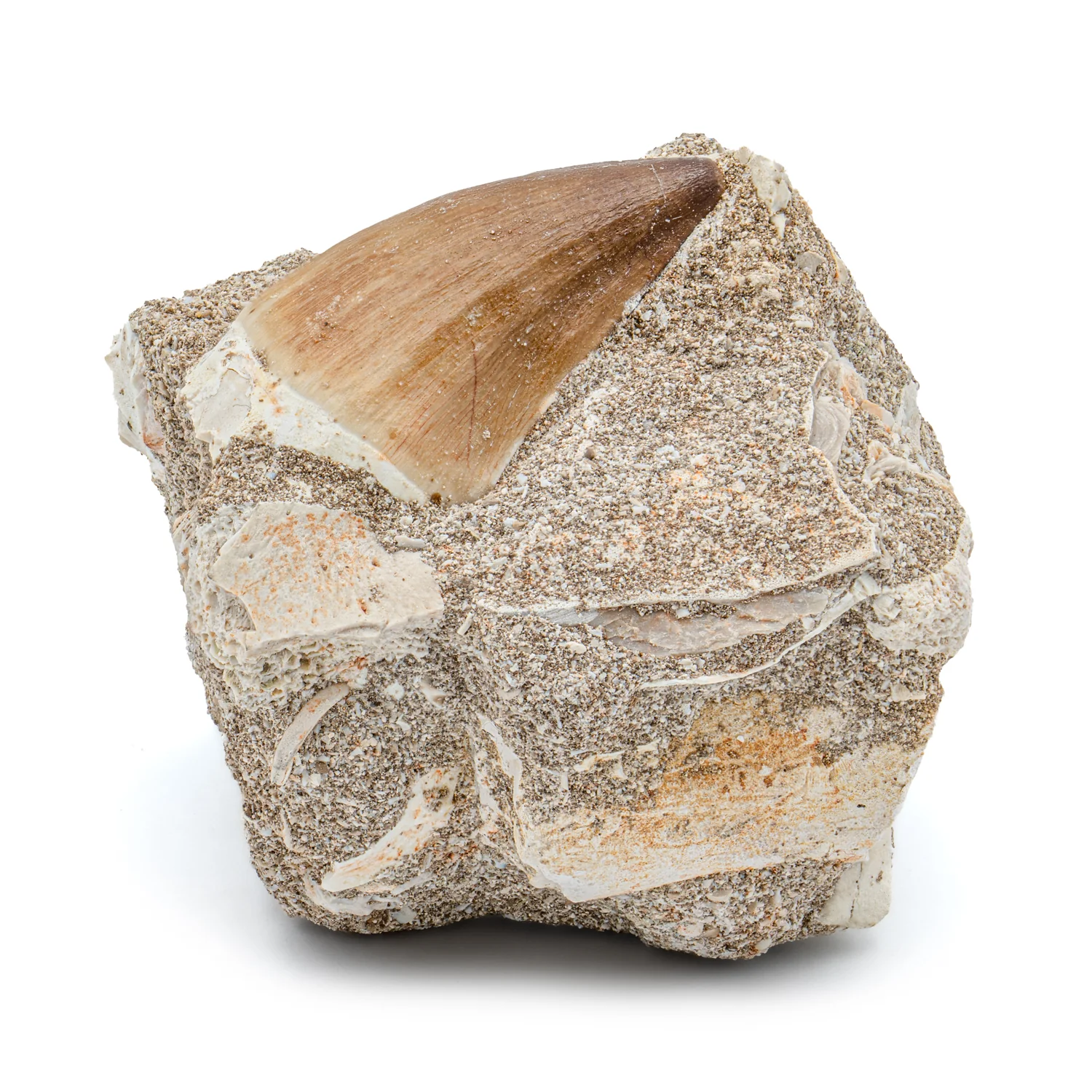 Mosasaur Tooth - SOLD 1.83" in Matrix - Image 4
