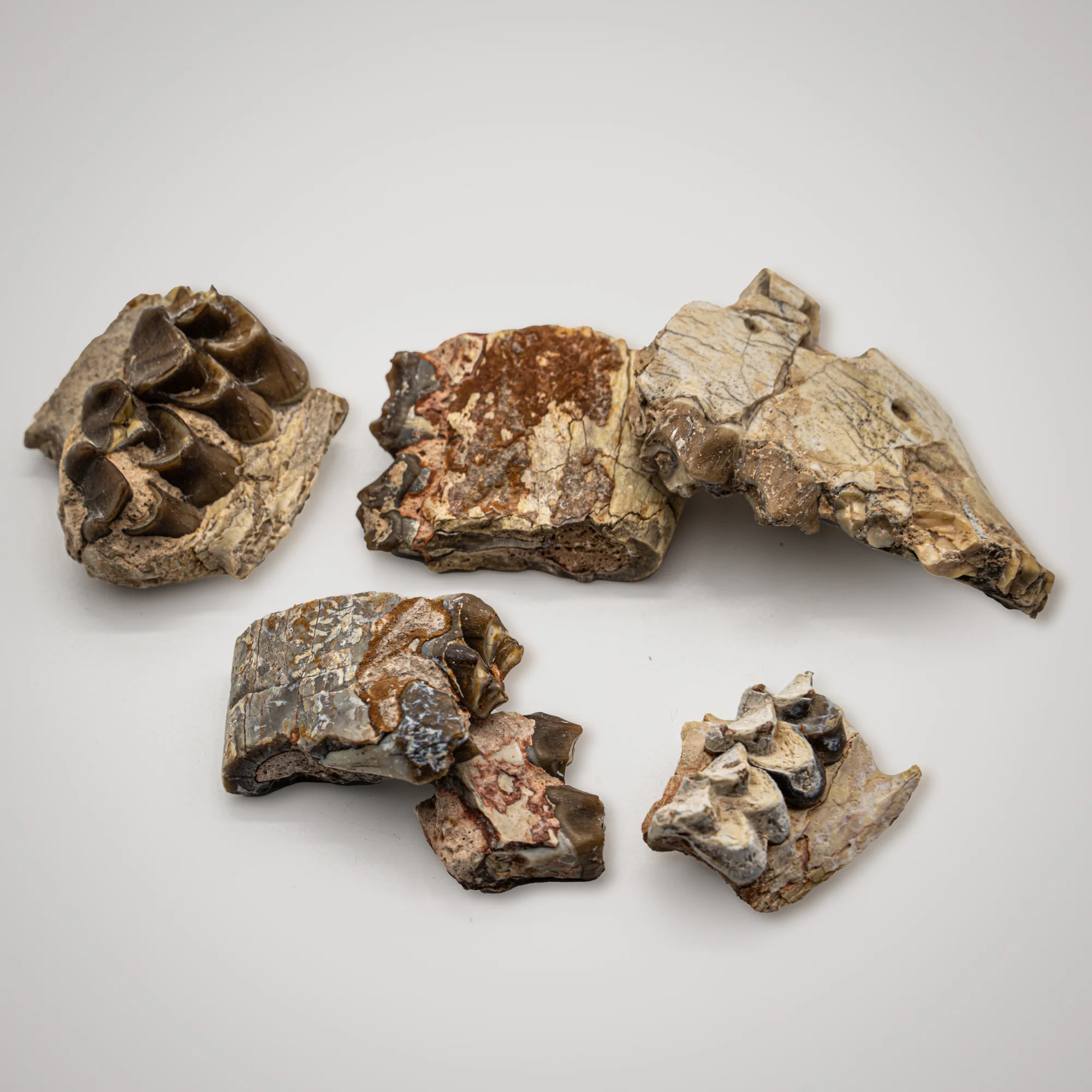 Oreodont Jaw - Image 10