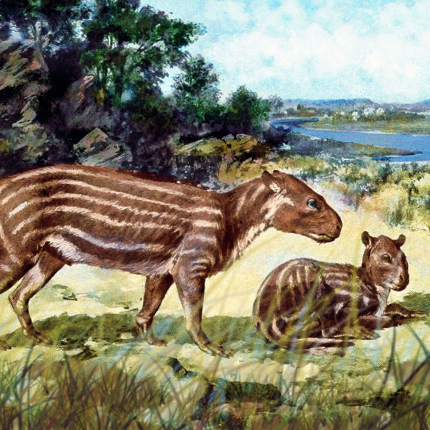 Oreodont Jaw - Image 2
