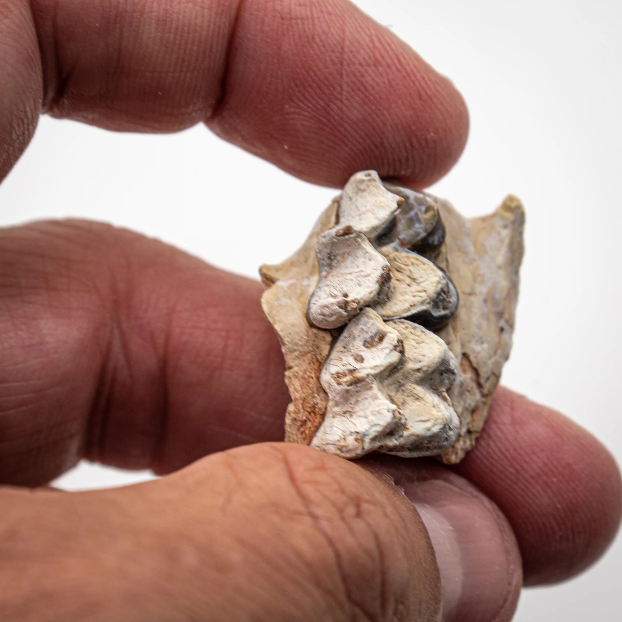 Oreodont Jaw - Image 3