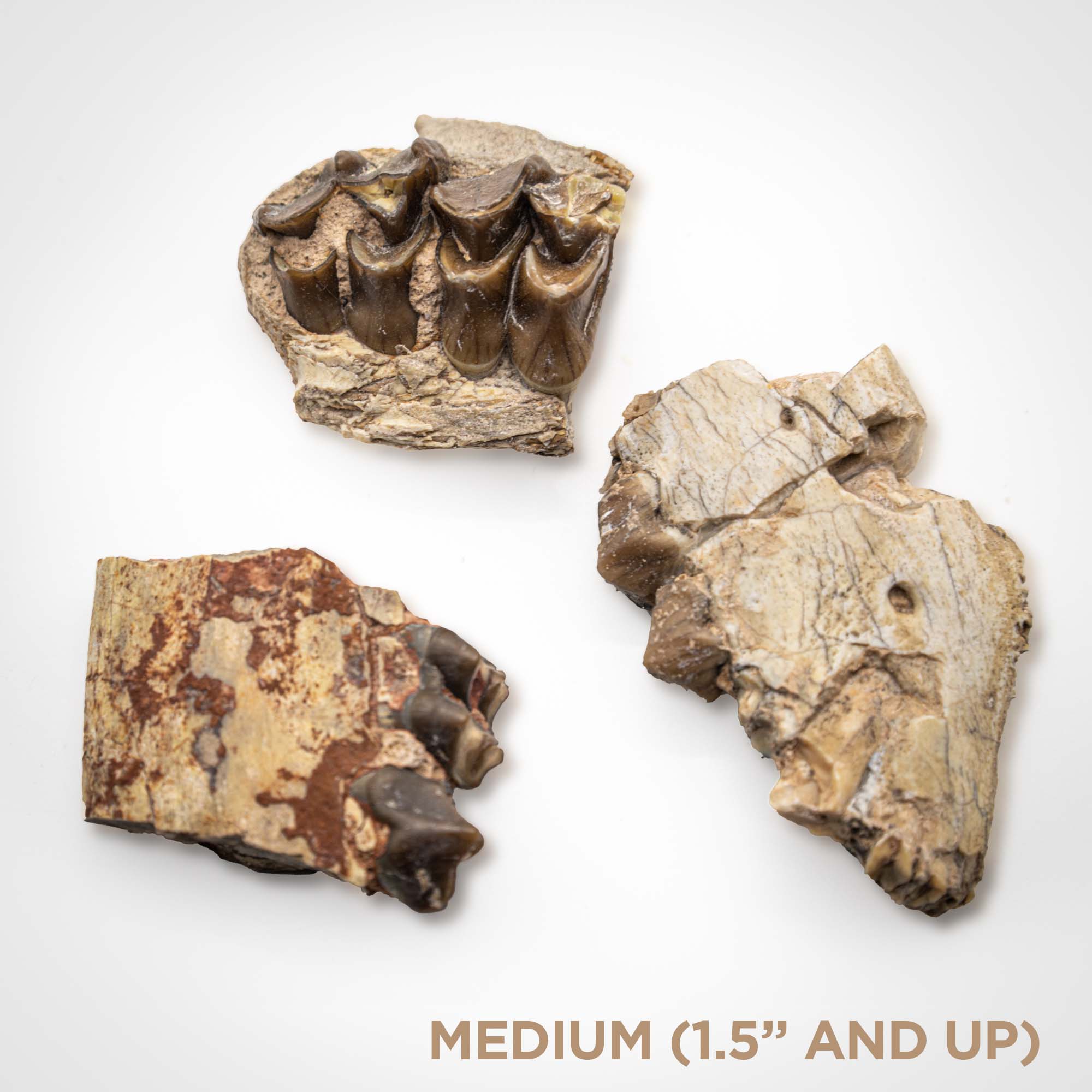 Oreodont Jaw - Image 4