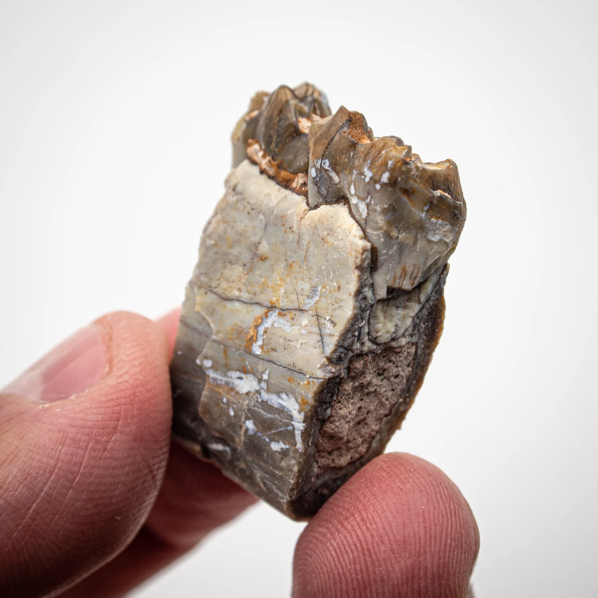 Oreodont Jaw - Image 5