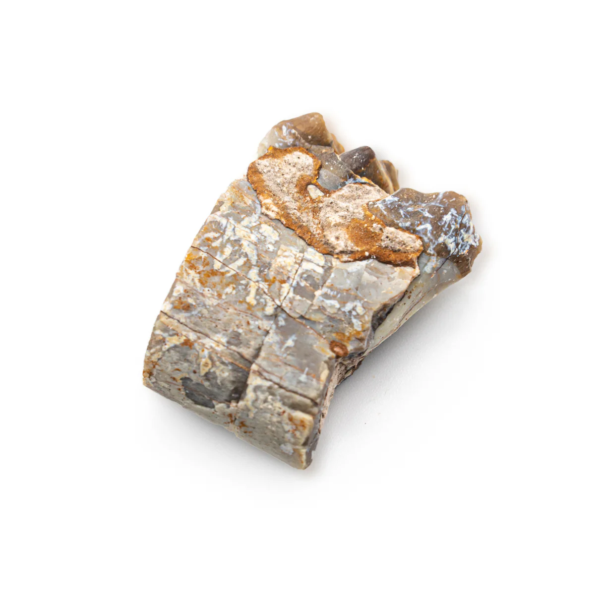Oreodont Jaw - Image 6