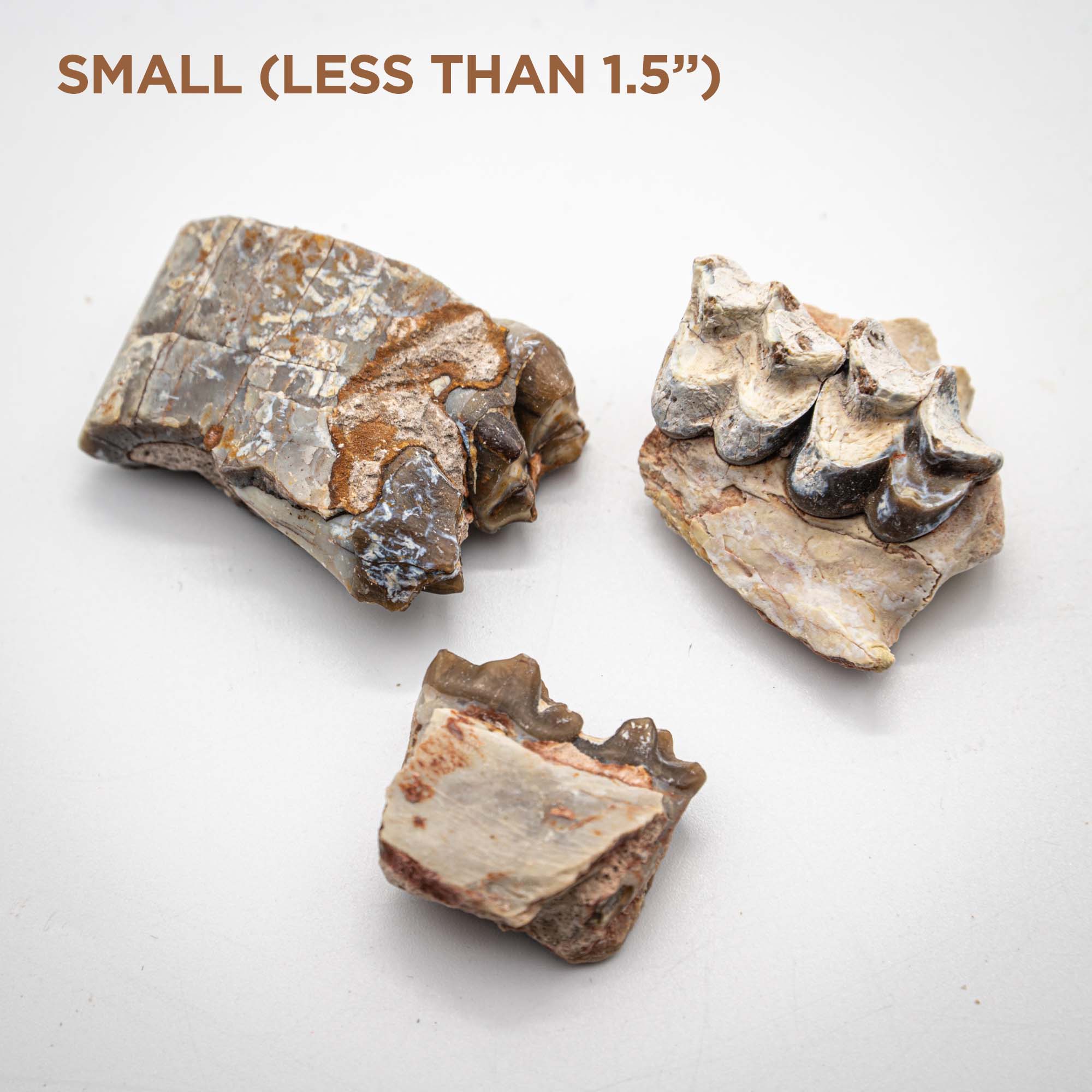 Oreodont Jaw - Image 7