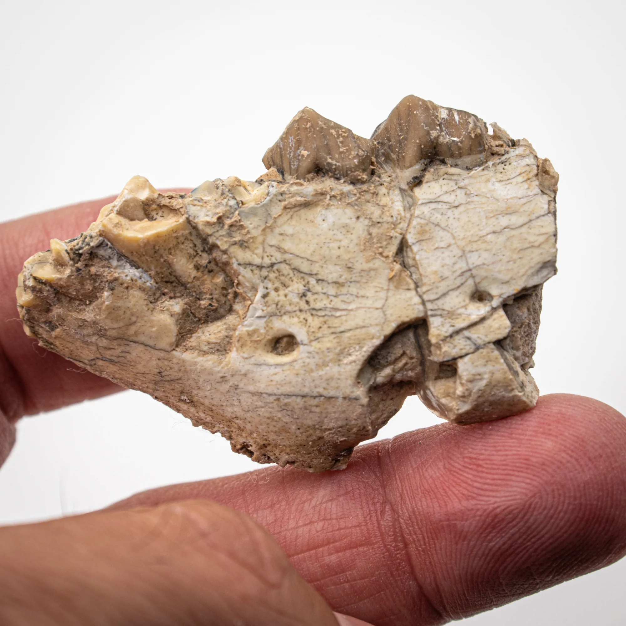 Oreodont Jaw - Image 8