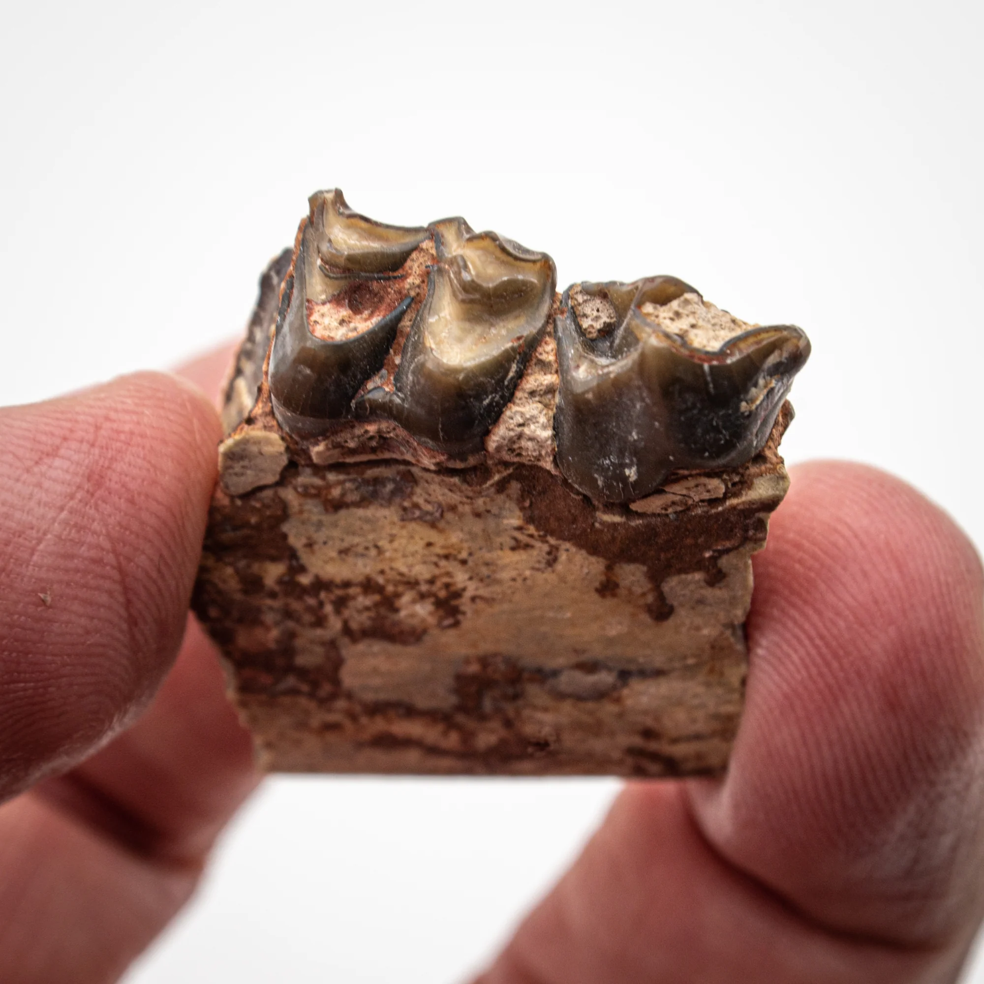 Oreodont Jaw - Image 9