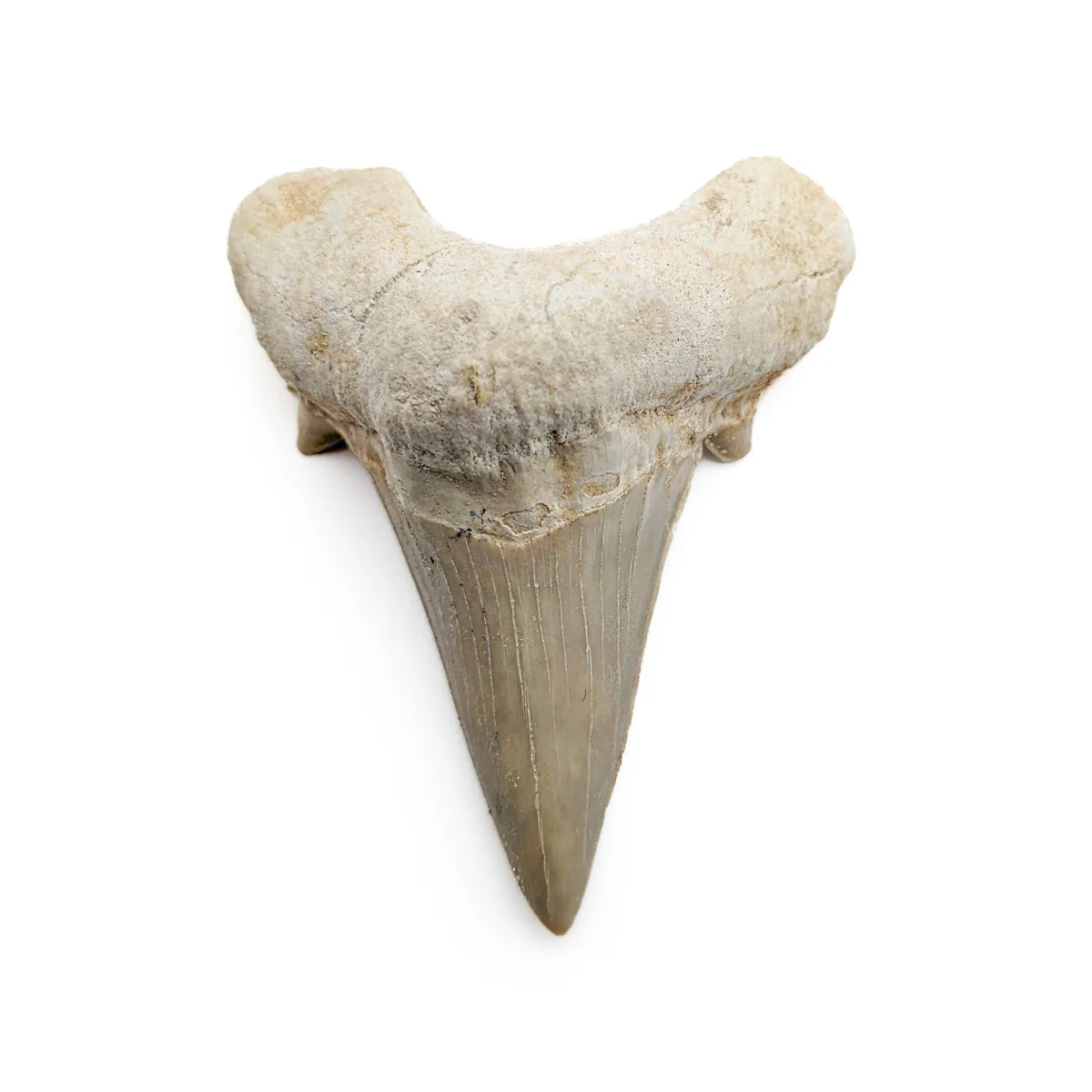 Otodus Fossil Tooth - First Megatooth Shark - Image 12