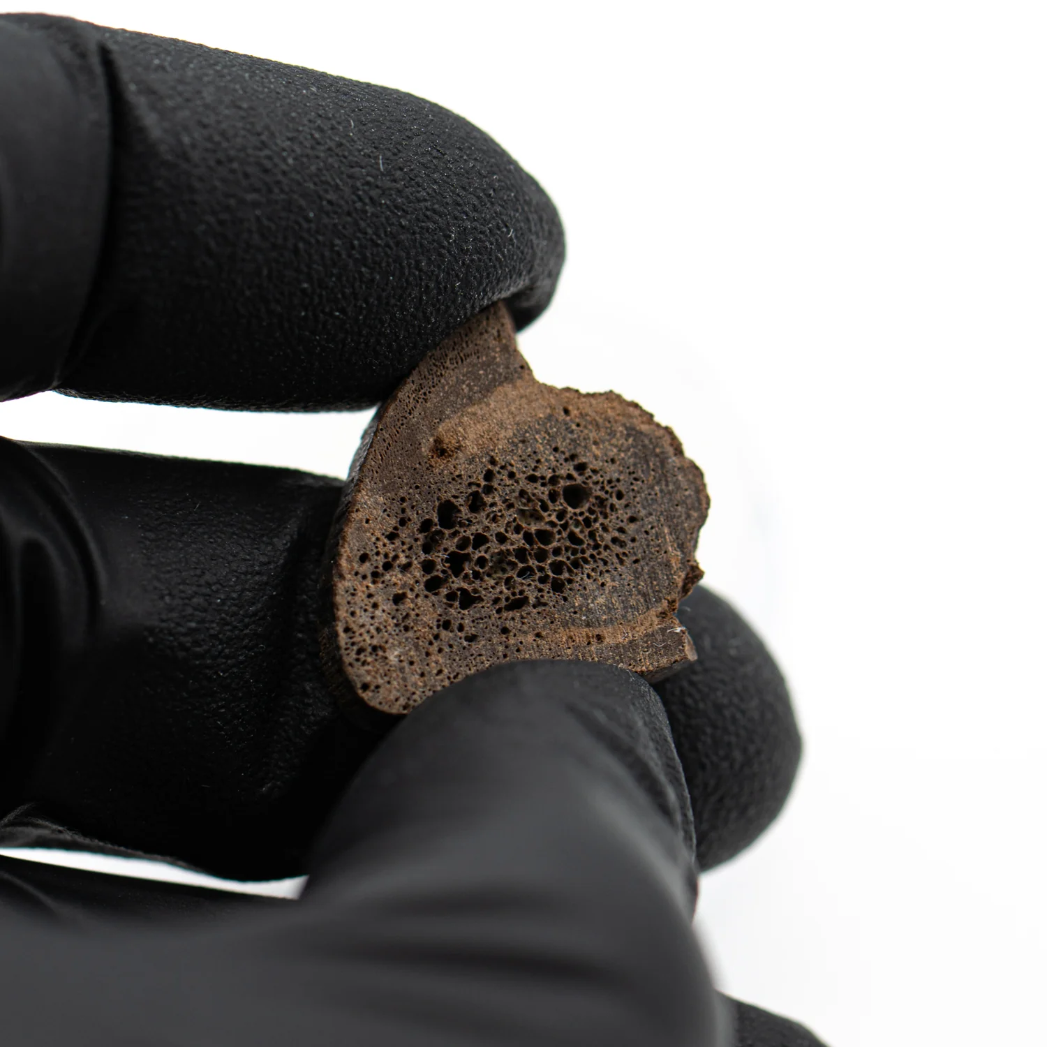 Oviraptor Bone - 2.151g Fossil - Image 3