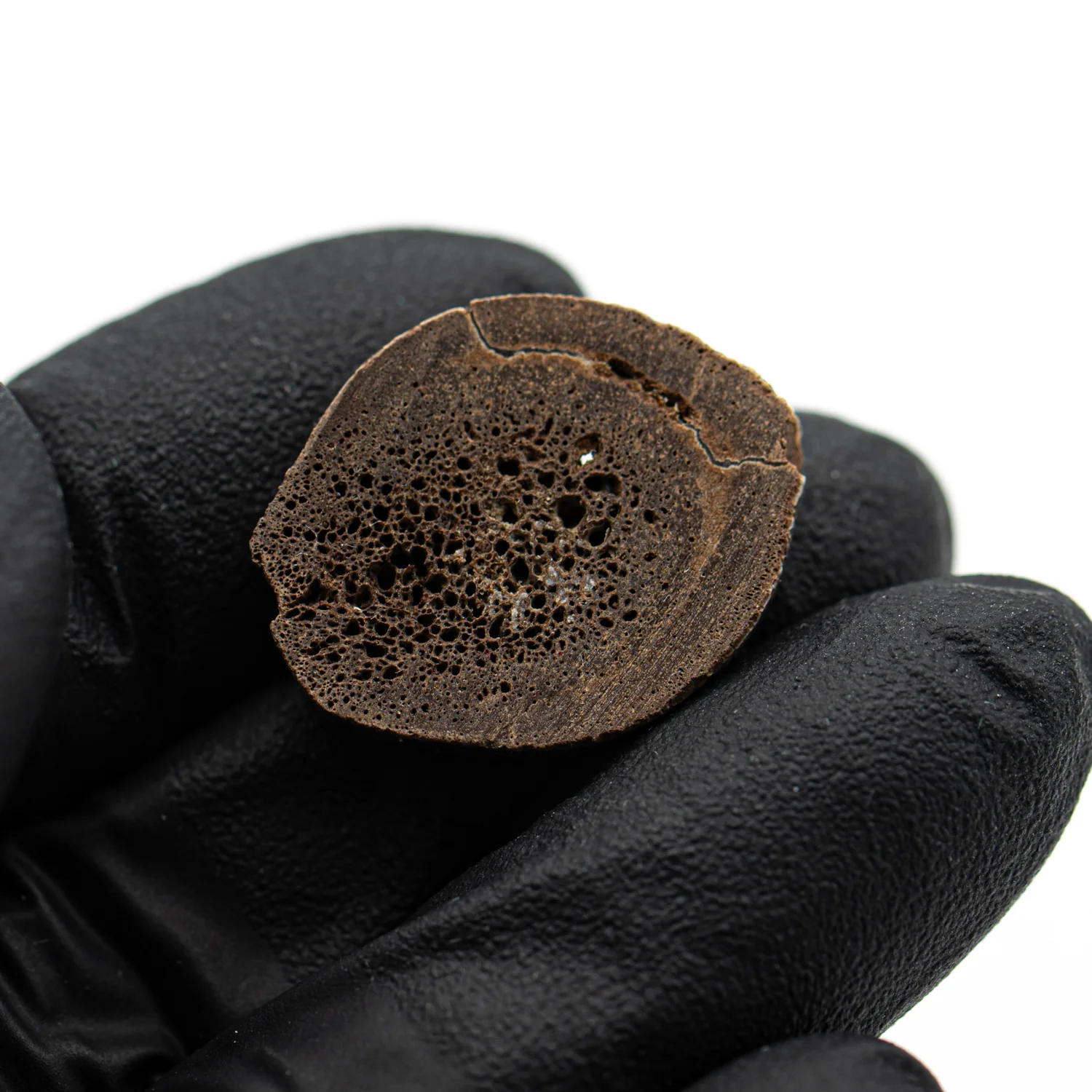 Oviraptor Bone - SOLD 2.768g Fossil - Image 3