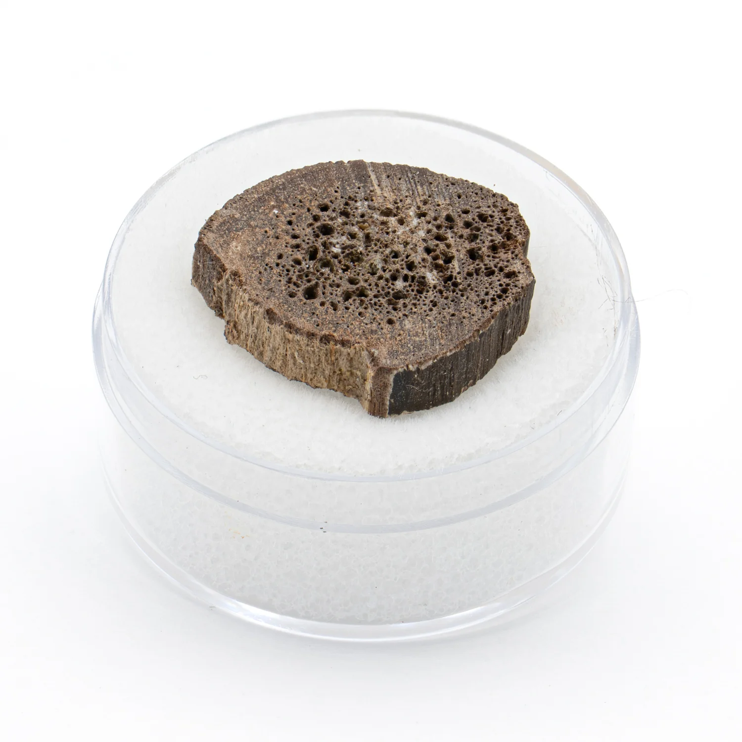Oviraptor Bone - 3.041g Fossil
