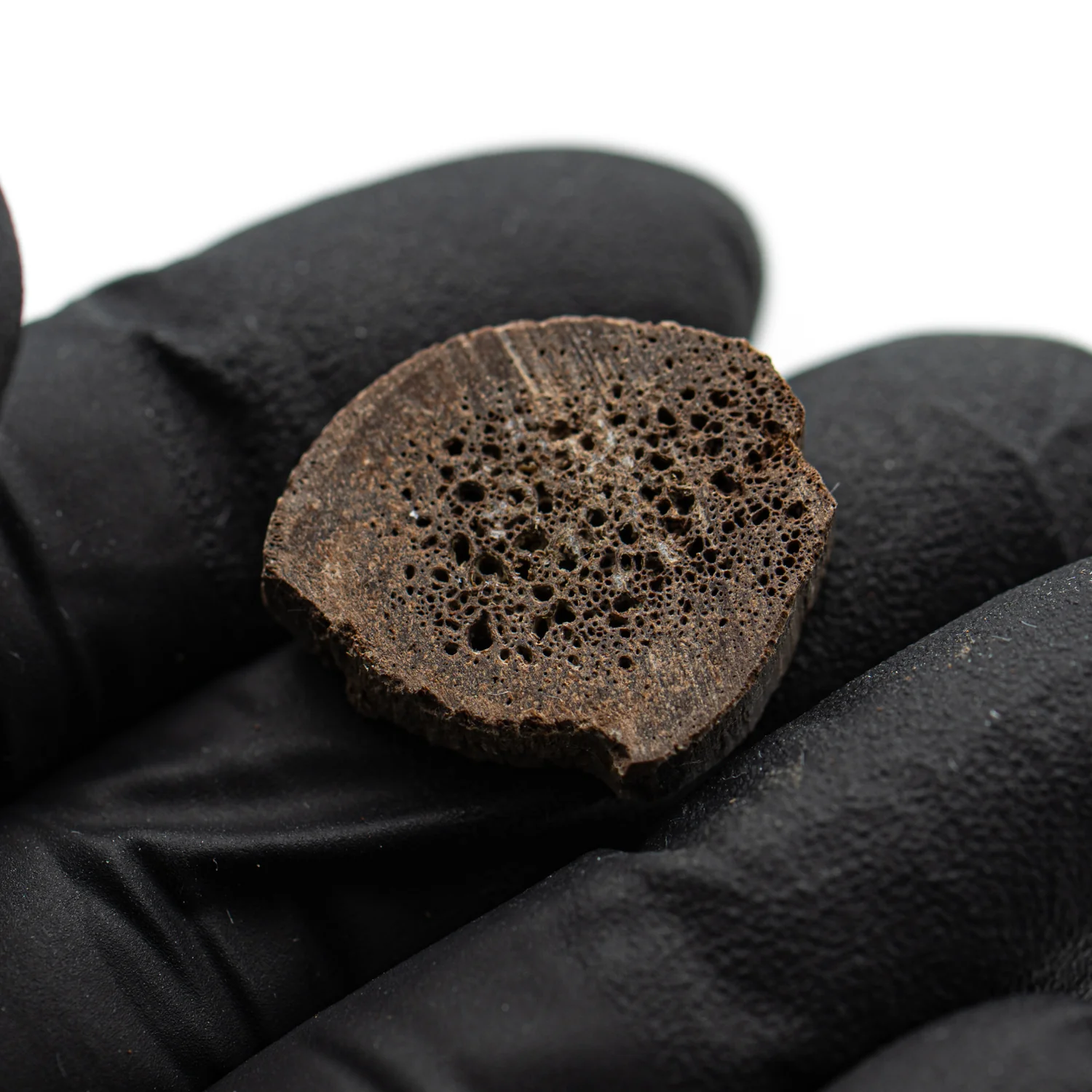 Oviraptor Bone - 3.041g Fossil - Image 2
