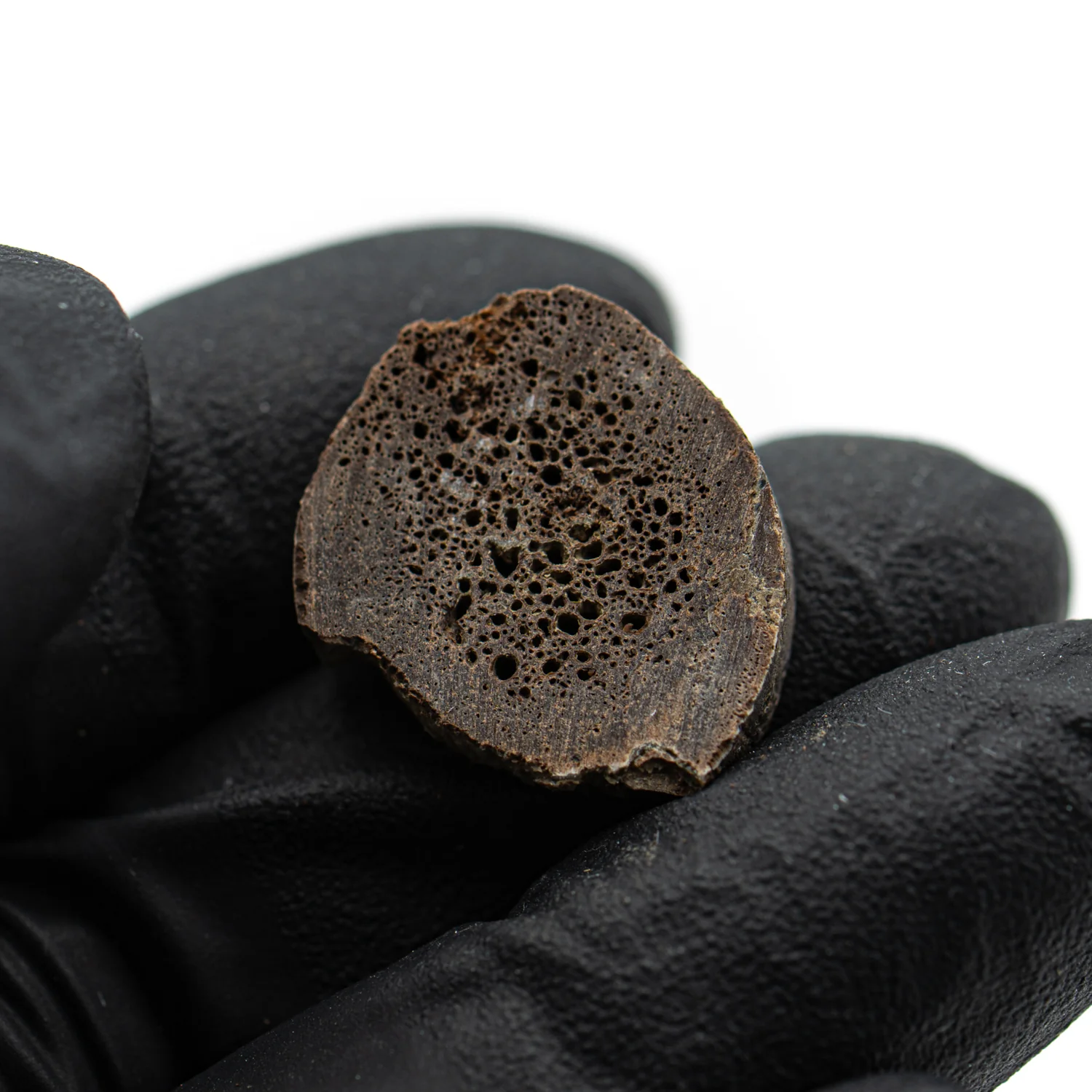 Oviraptor Bone - 3.041g Fossil - Image 3
