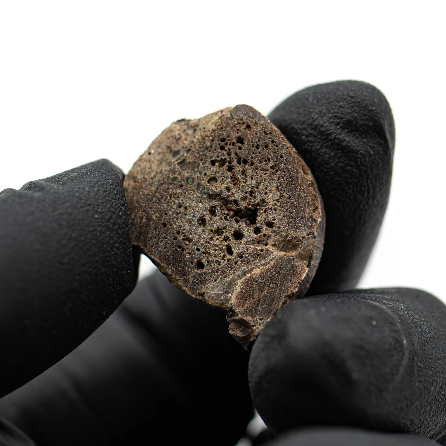 Oviraptor Bone - 3.165g Fossil