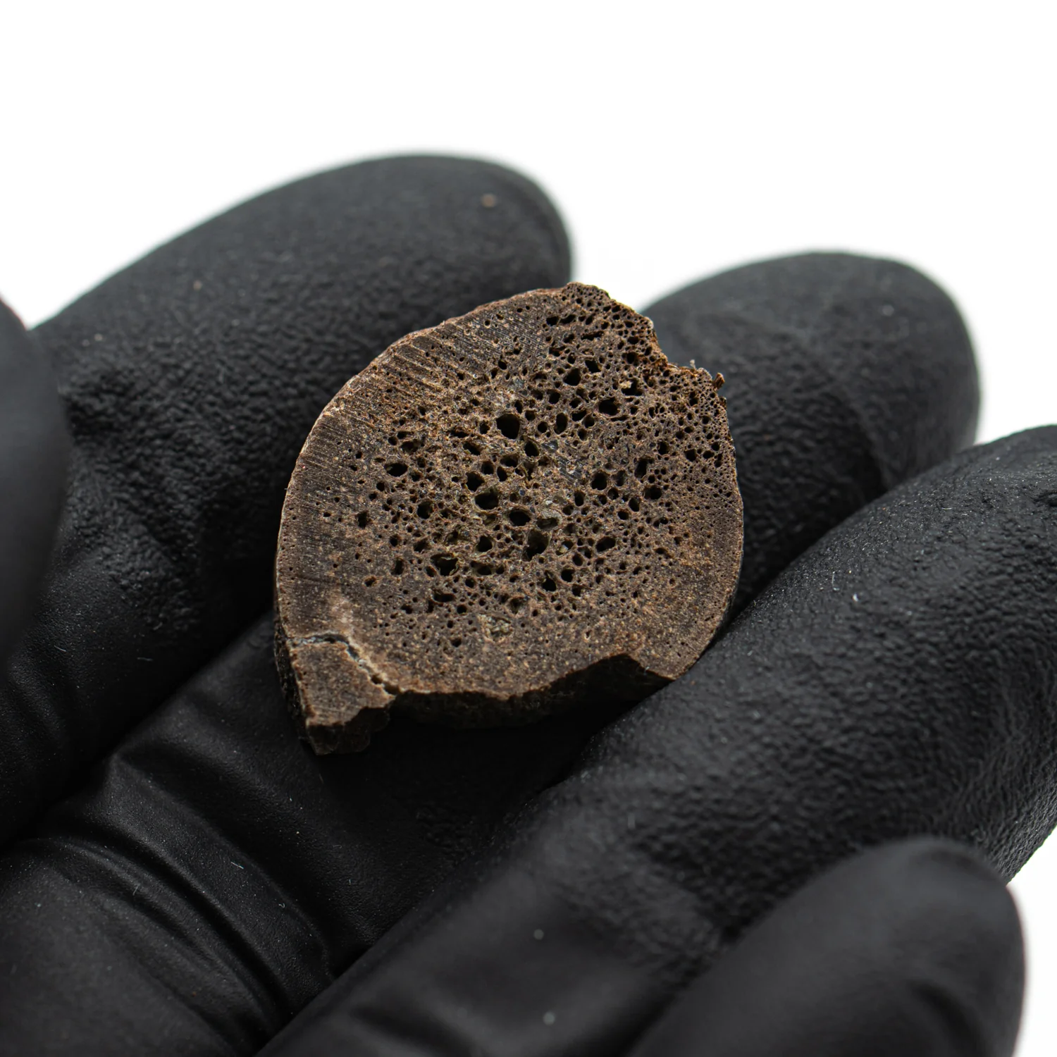 Oviraptor Bone - 3.165g Fossil - Image 3