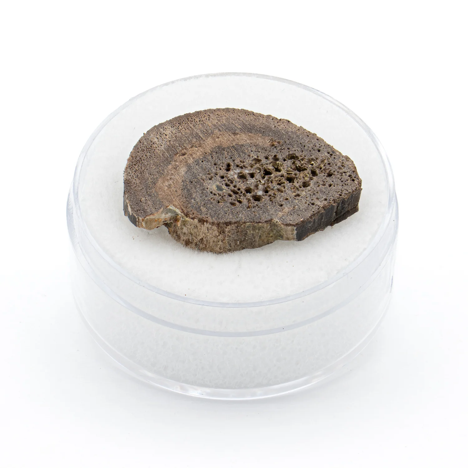 Oviraptor Bone - 3.283g Fossil - Image 2