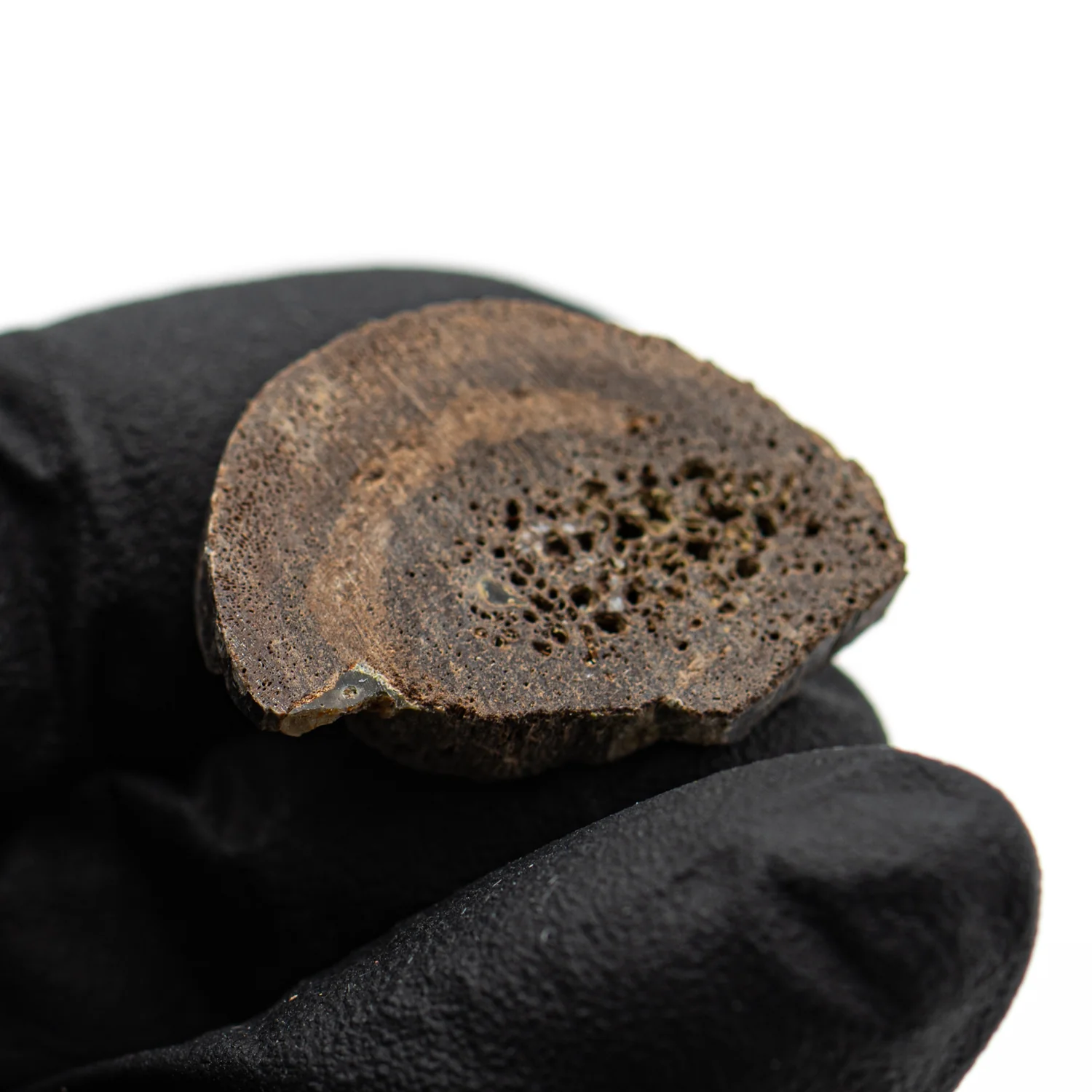 Oviraptor Bone - 3.283g Fossil - Image 3