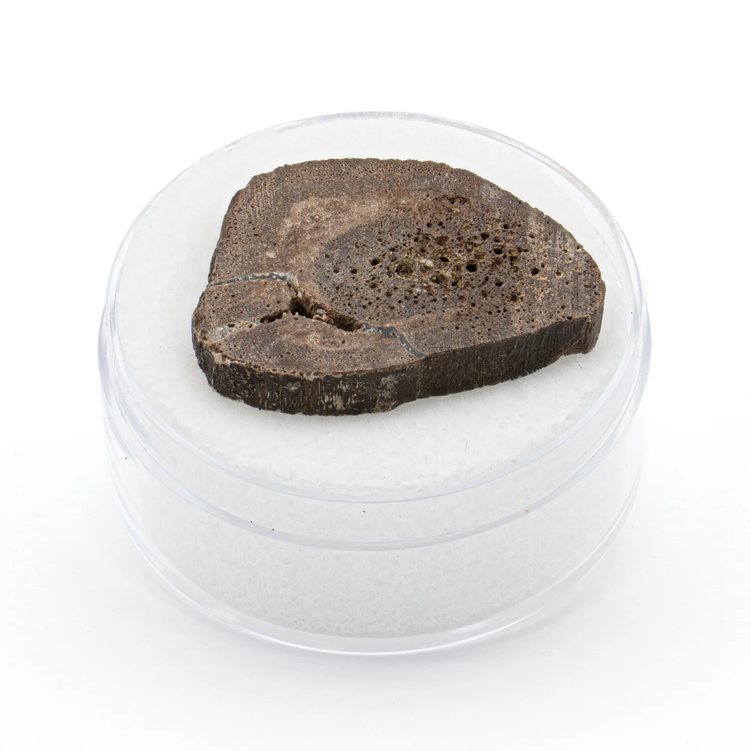 Oviraptor Bone - 3.284g Fossil