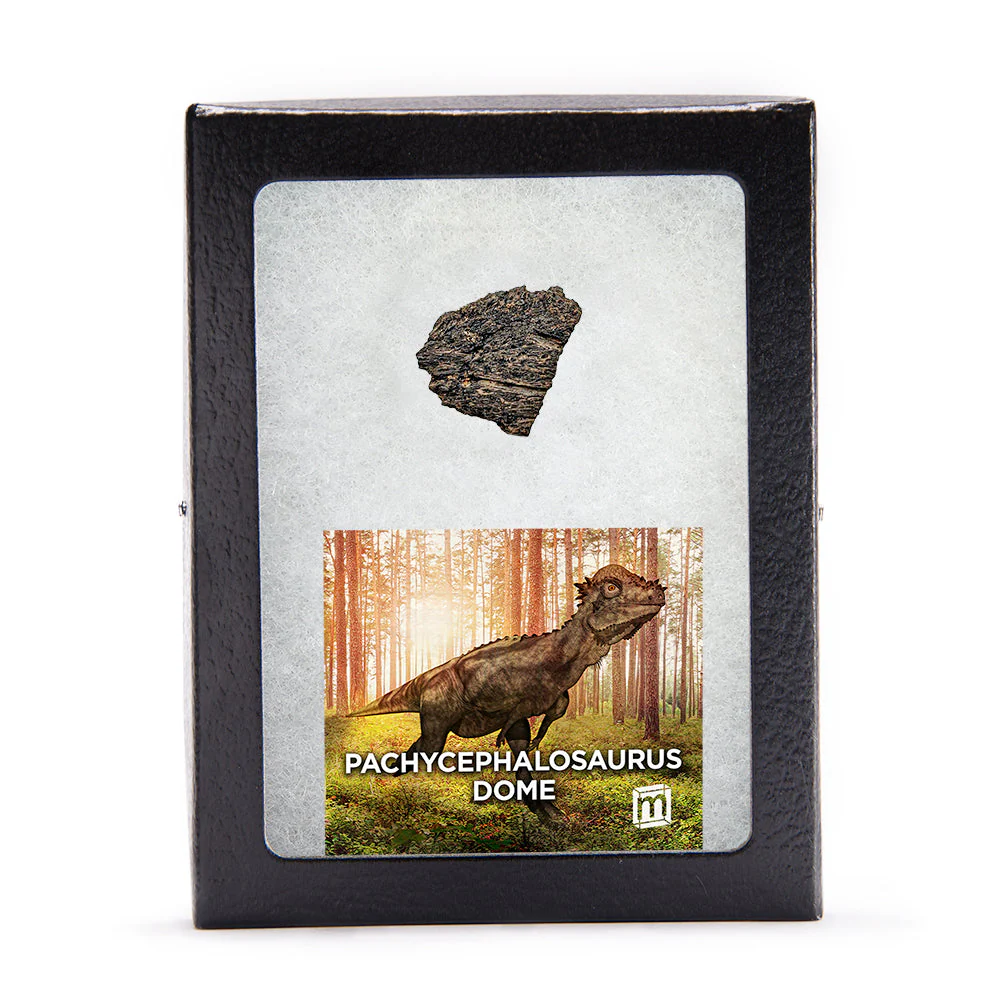 Pachycephalosaurus Dome Fragment - Image 2