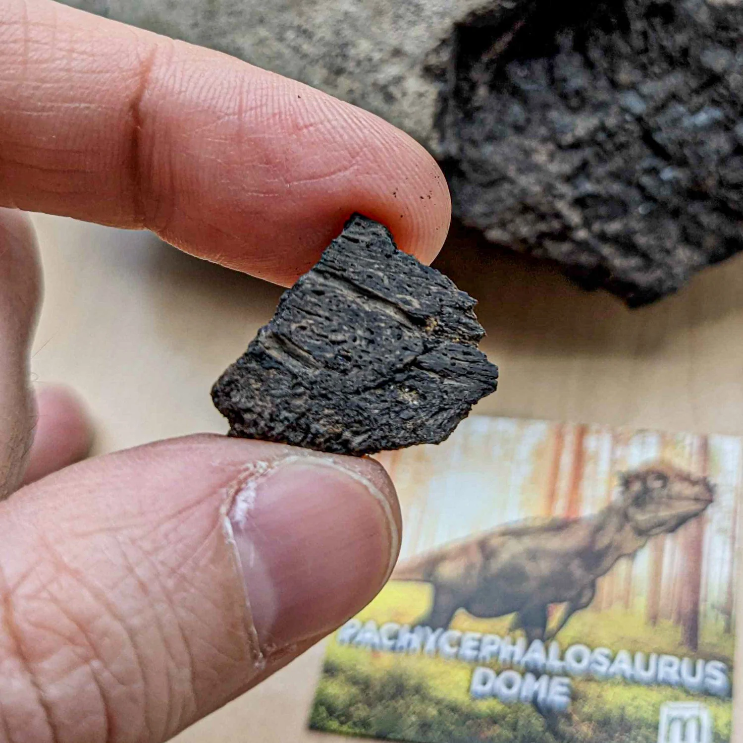 Pachycephalosaurus Dome Fragment - Image 6