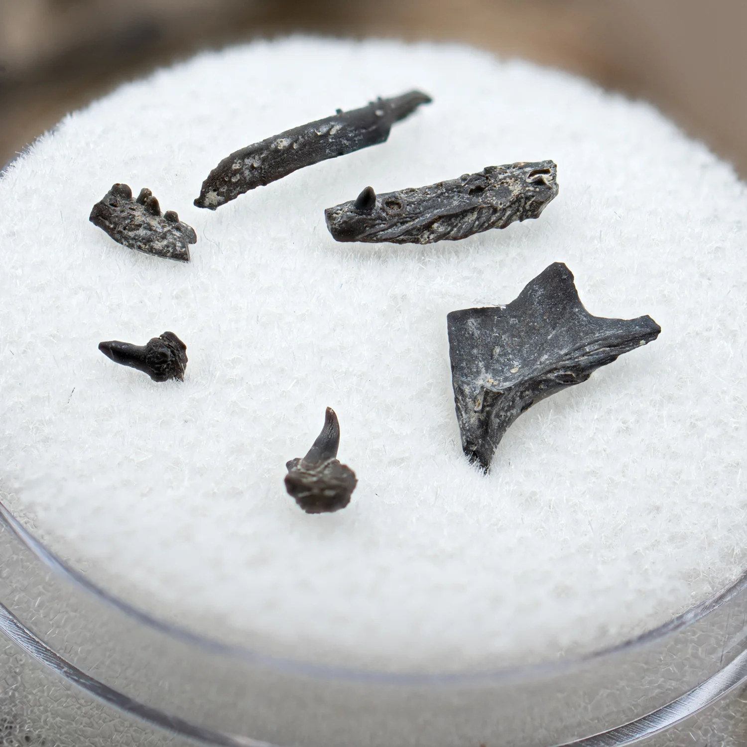 Permian Bone - Jaw - Image 4