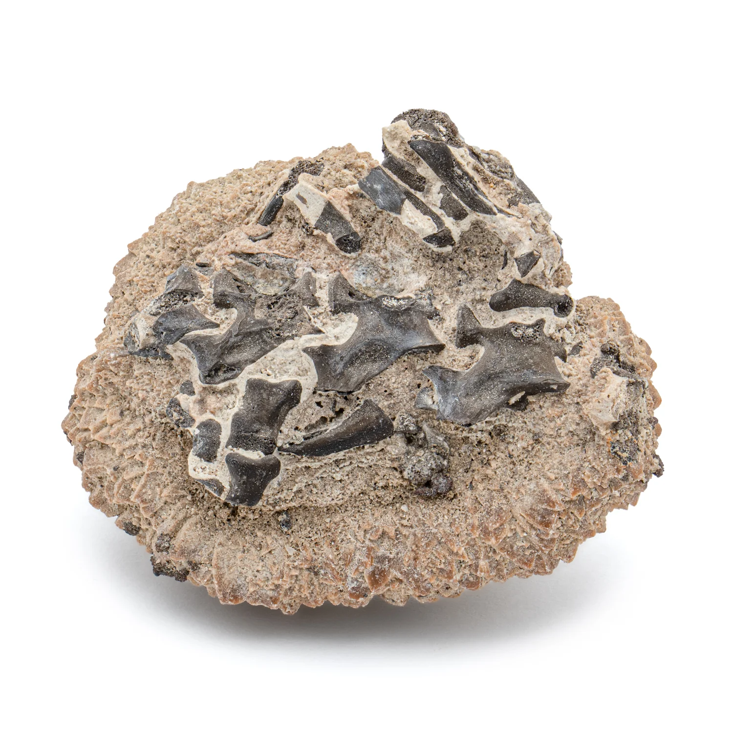 Permian Fossil Cluster SOLD 1.87" Lower Permian Fissure