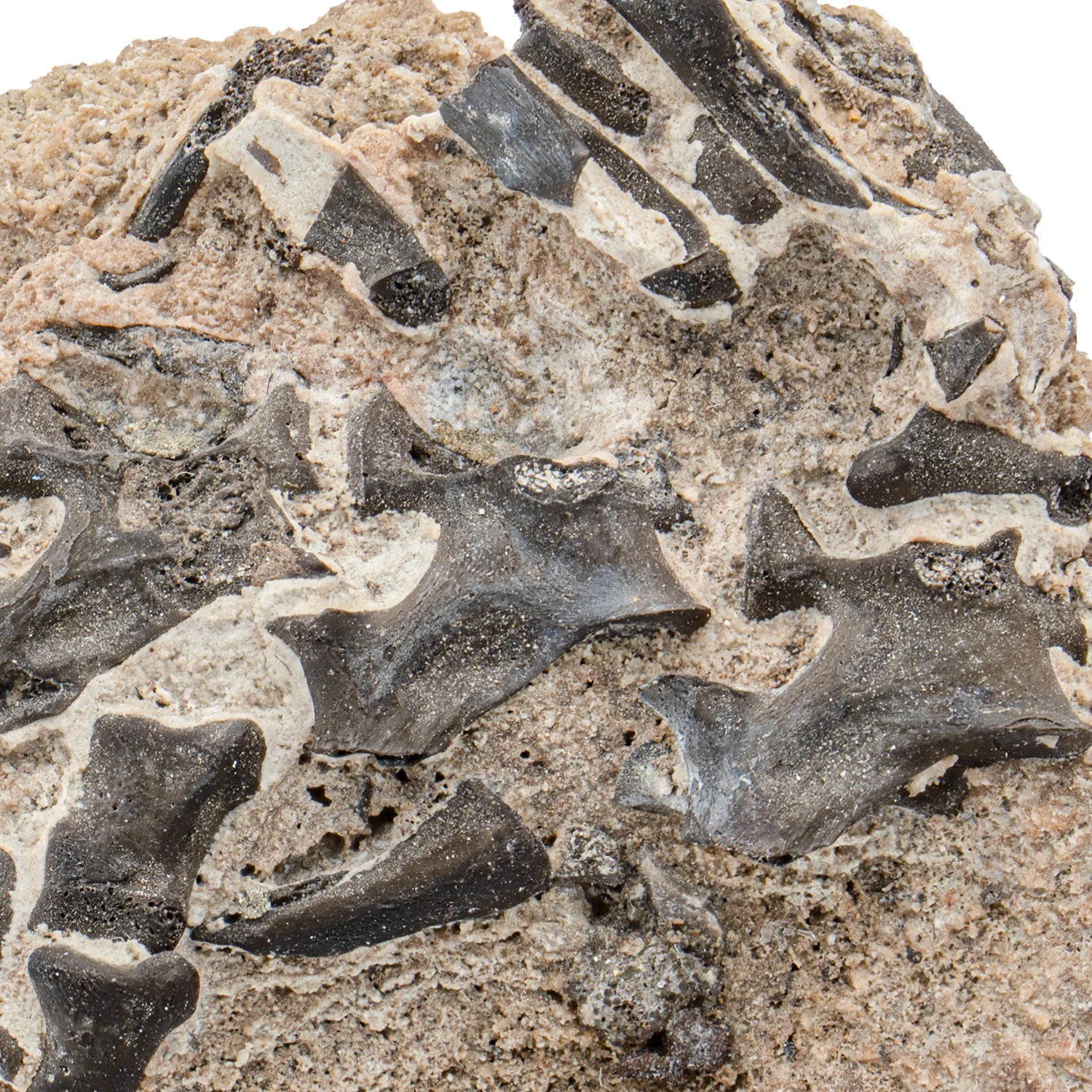Permian Fossil Cluster SOLD 1.87" Lower Permian Fissure - Image 2