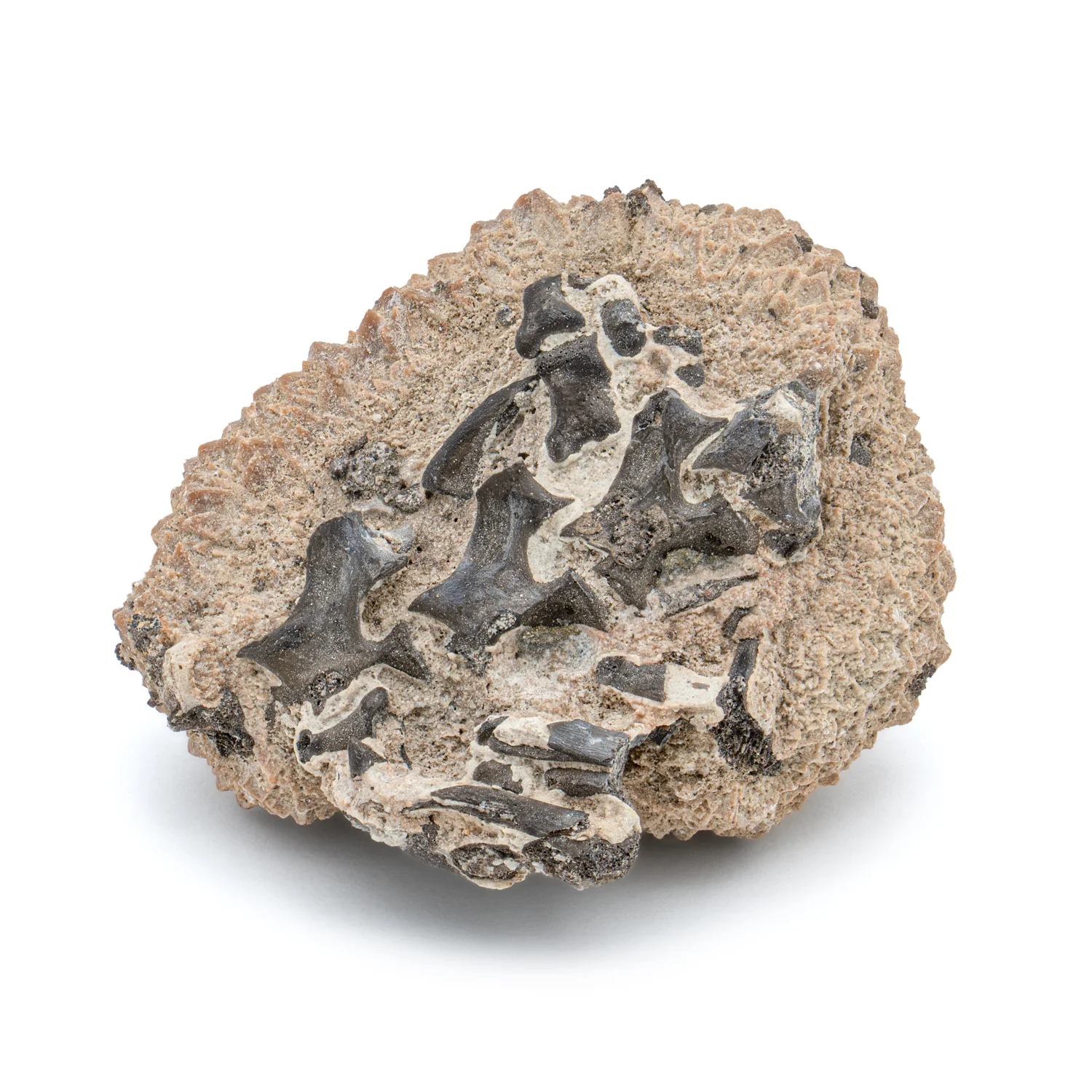 Permian Fossil Cluster SOLD 1.87" Lower Permian Fissure - Image 3