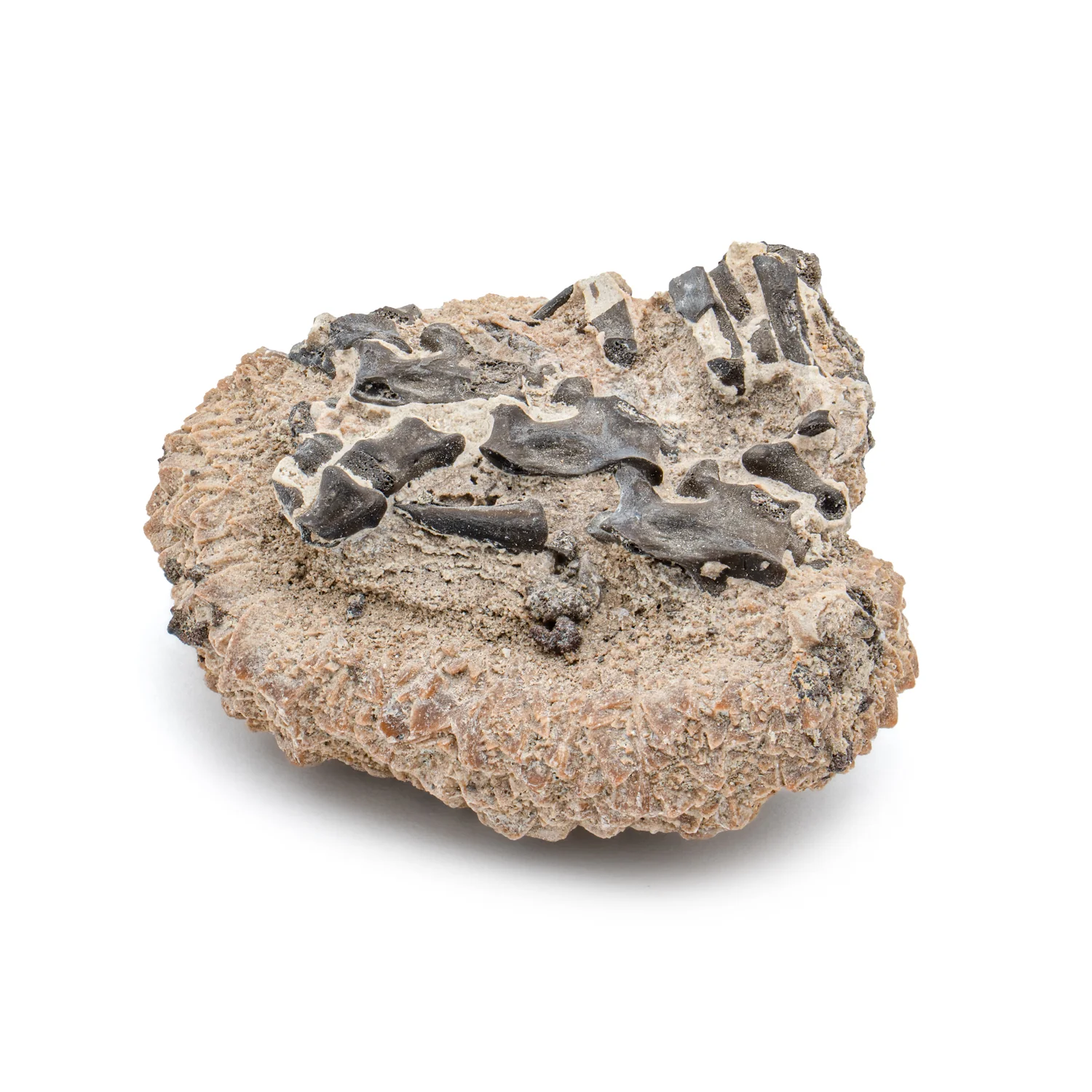 Permian Fossil Cluster SOLD 1.87" Lower Permian Fissure - Image 4