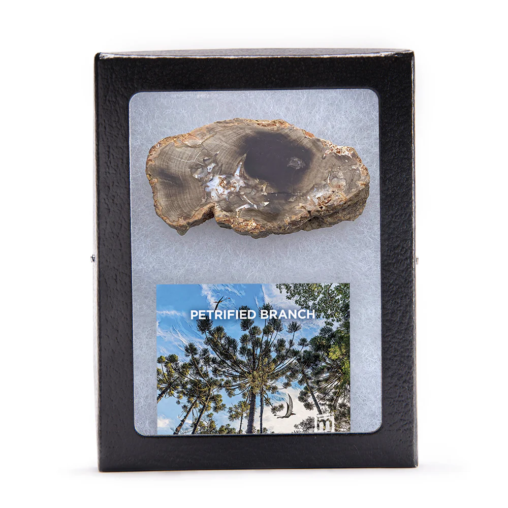 Petrified Branch - Full Slice - Image 2