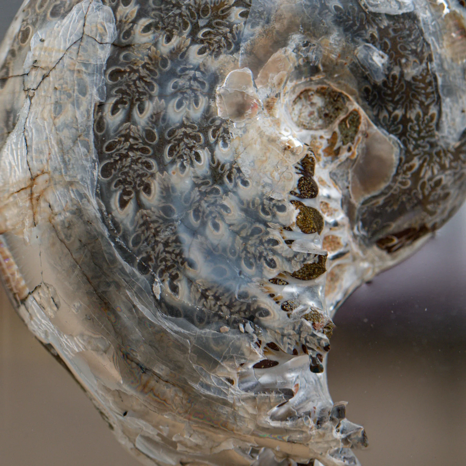 Phylloceras Ammonite Icon - Acrylic Sculpture - Image 3