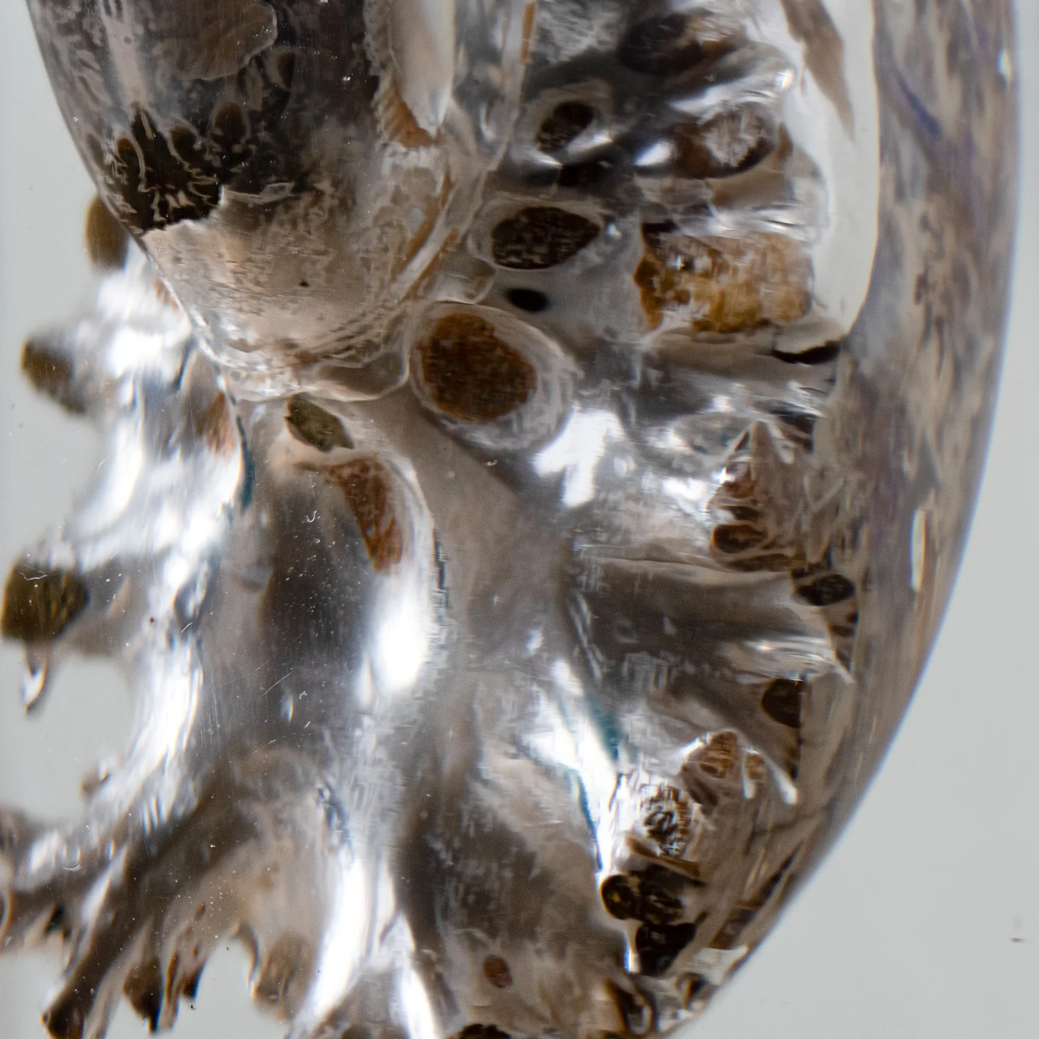 Phylloceras Ammonite Icon - Acrylic Sculpture - Image 4