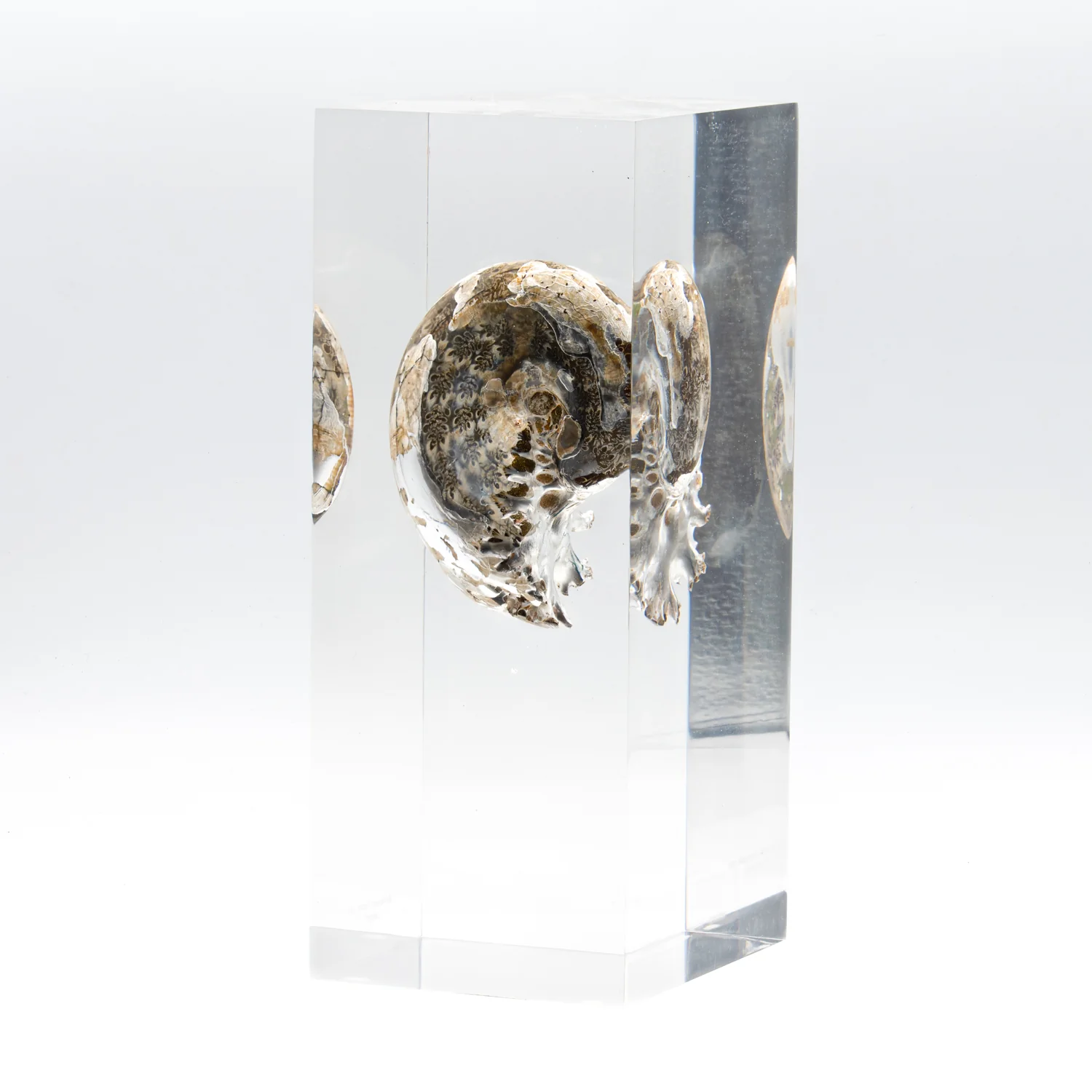 Phylloceras Ammonite Icon - Acrylic Sculpture - Image 5