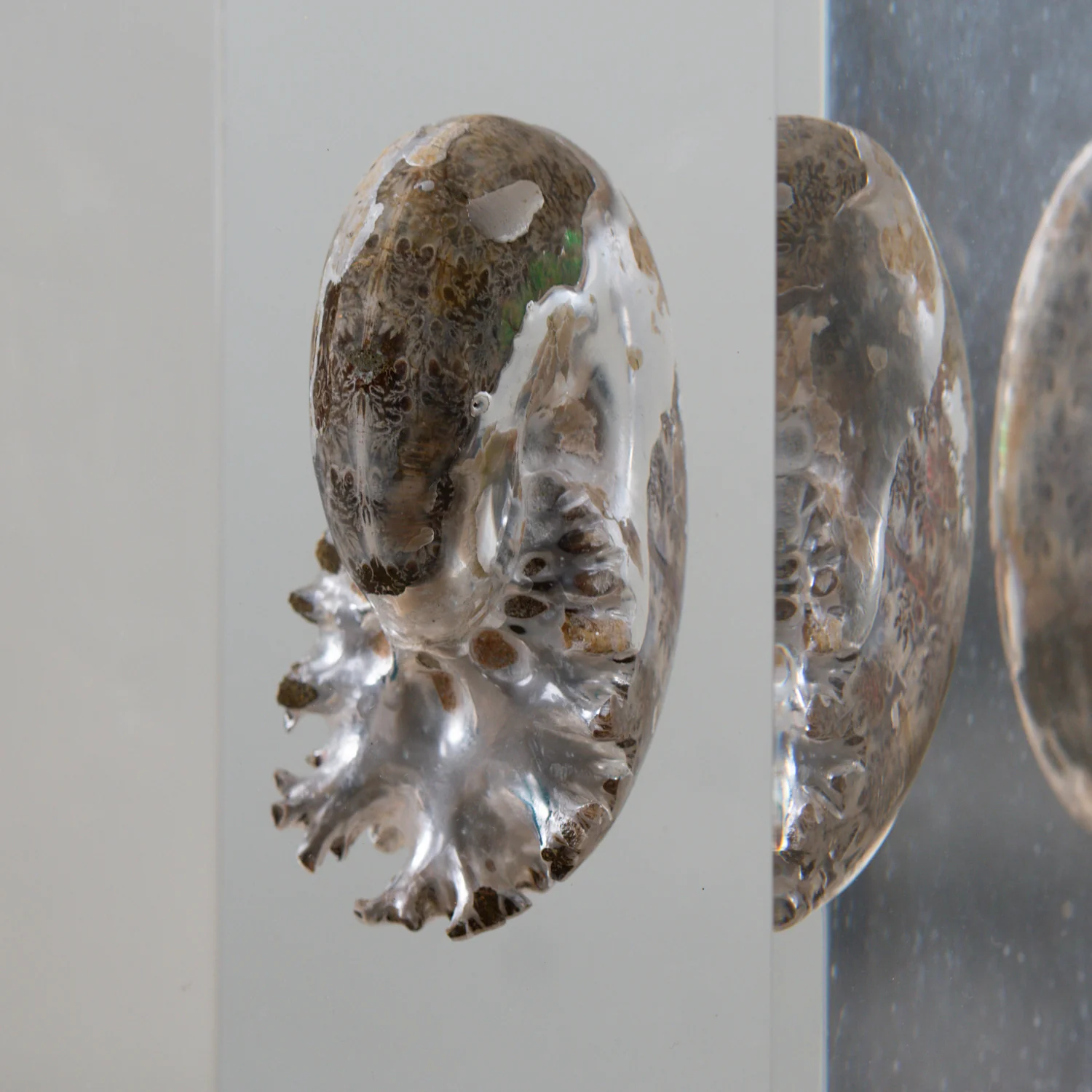 Phylloceras Ammonite Icon - Acrylic Sculpture - Image 6
