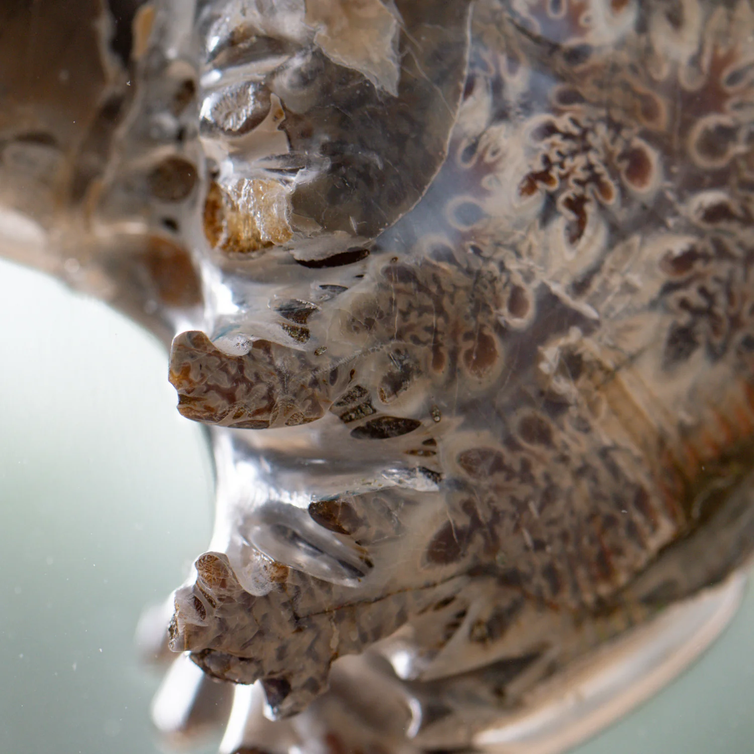 Phylloceras Ammonite Icon - Acrylic Sculpture - Image 7