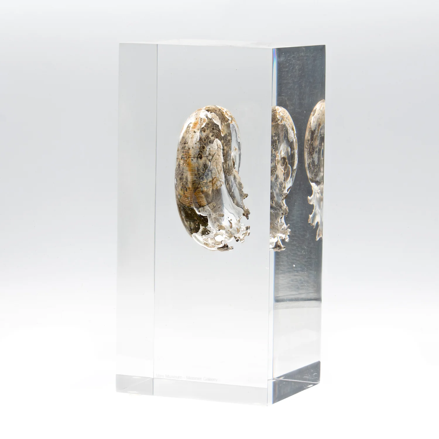 Phylloceras Ammonite Icon - Acrylic Sculpture - Image 8