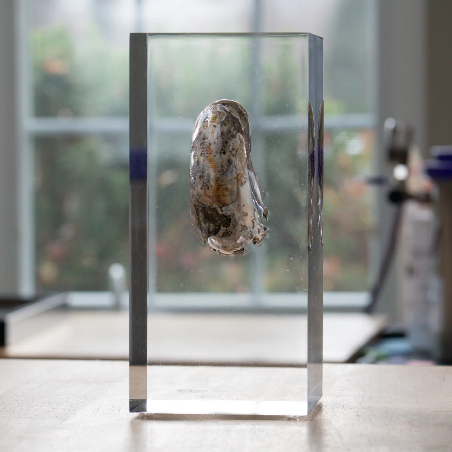 Phylloceras Ammonite Icon - Acrylic Sculpture - Image 9