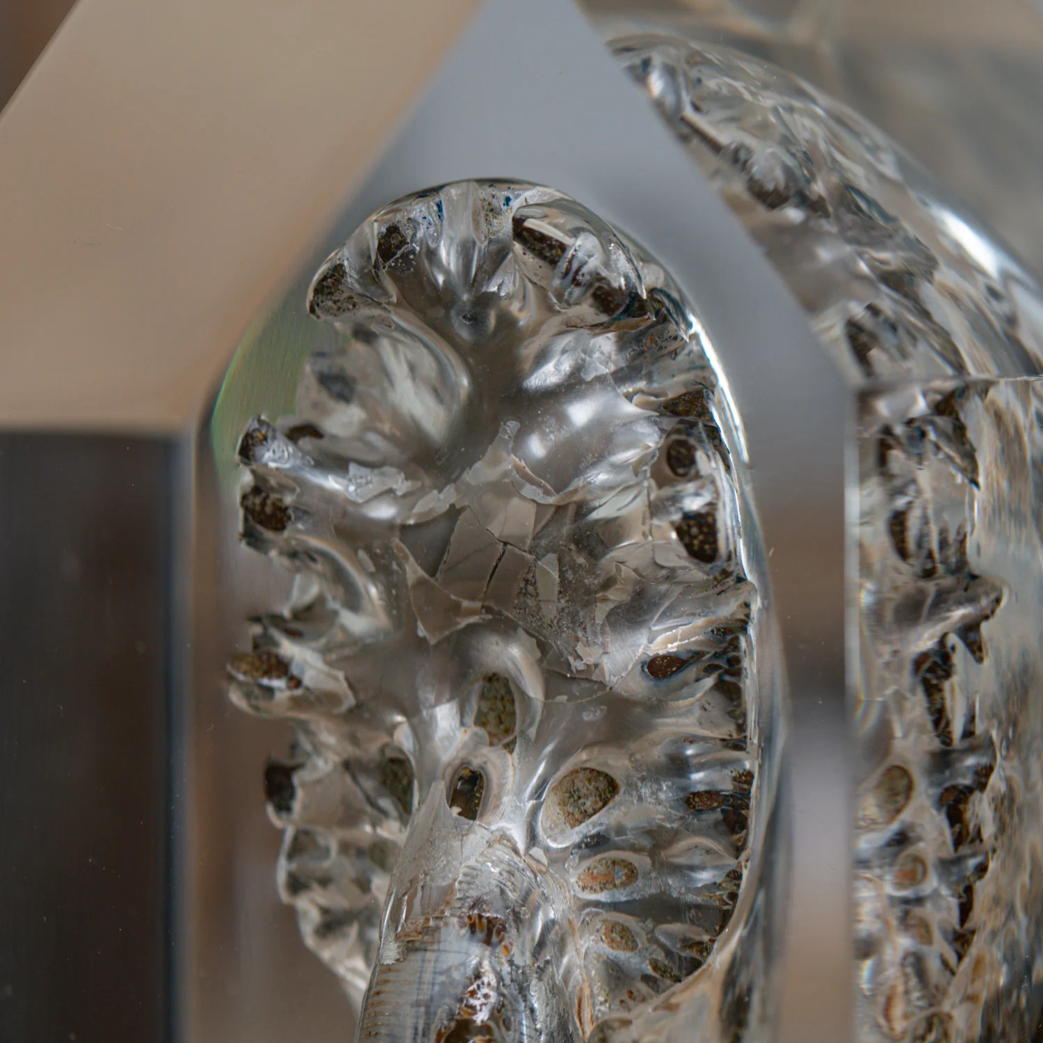 Phylloceras Ammonite Point - Acrylic Sculpture - Image 10