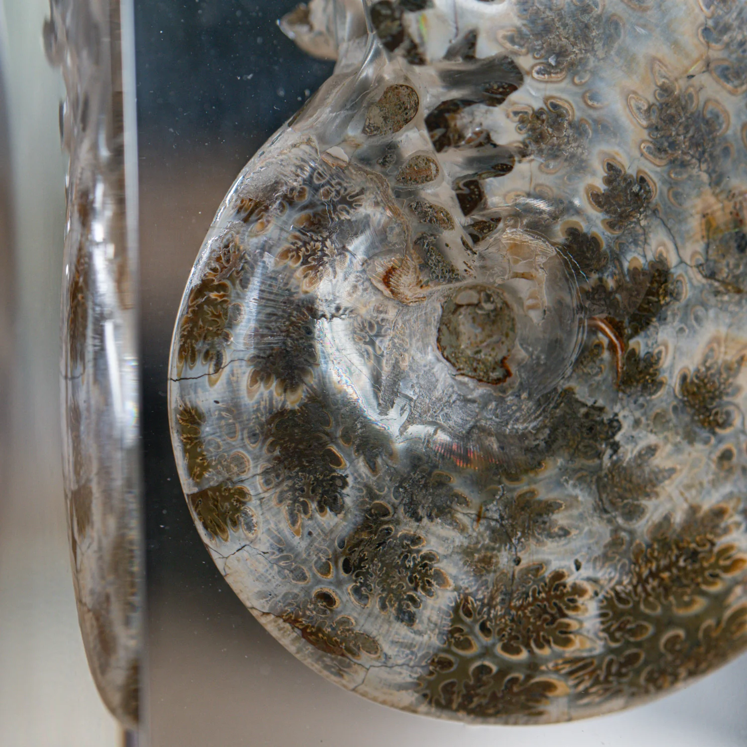 Phylloceras Ammonite Point - Acrylic Sculpture - Image 11