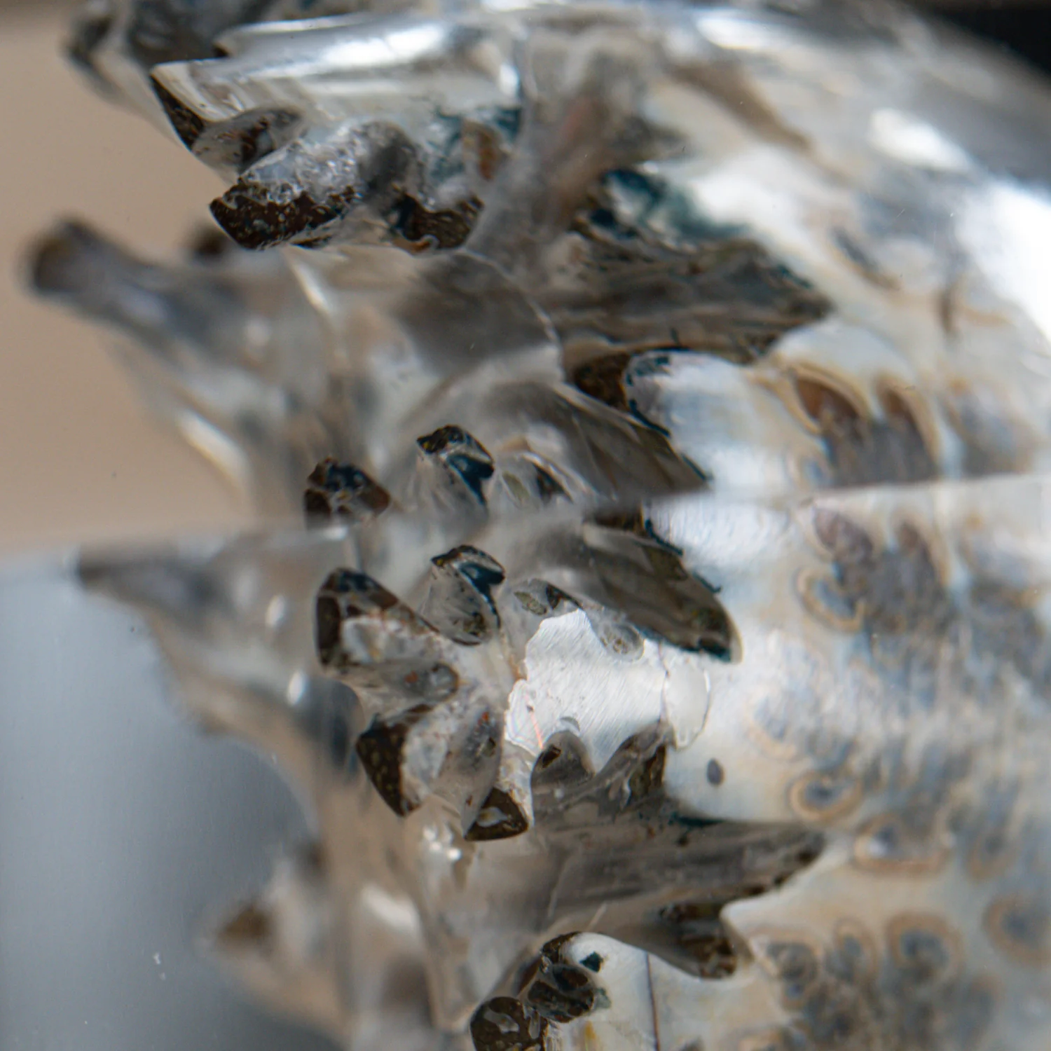 Phylloceras Ammonite Point - Acrylic Sculpture - Image 12