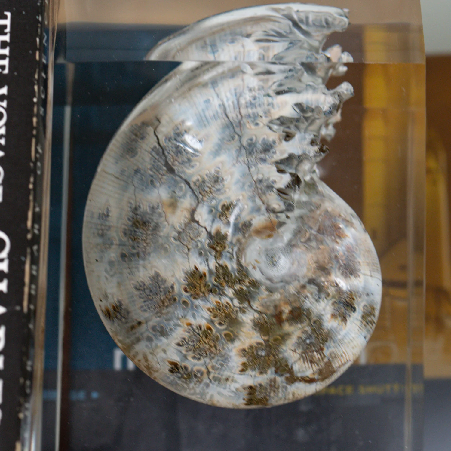 Phylloceras Ammonite Point - Acrylic Sculpture - Image 15