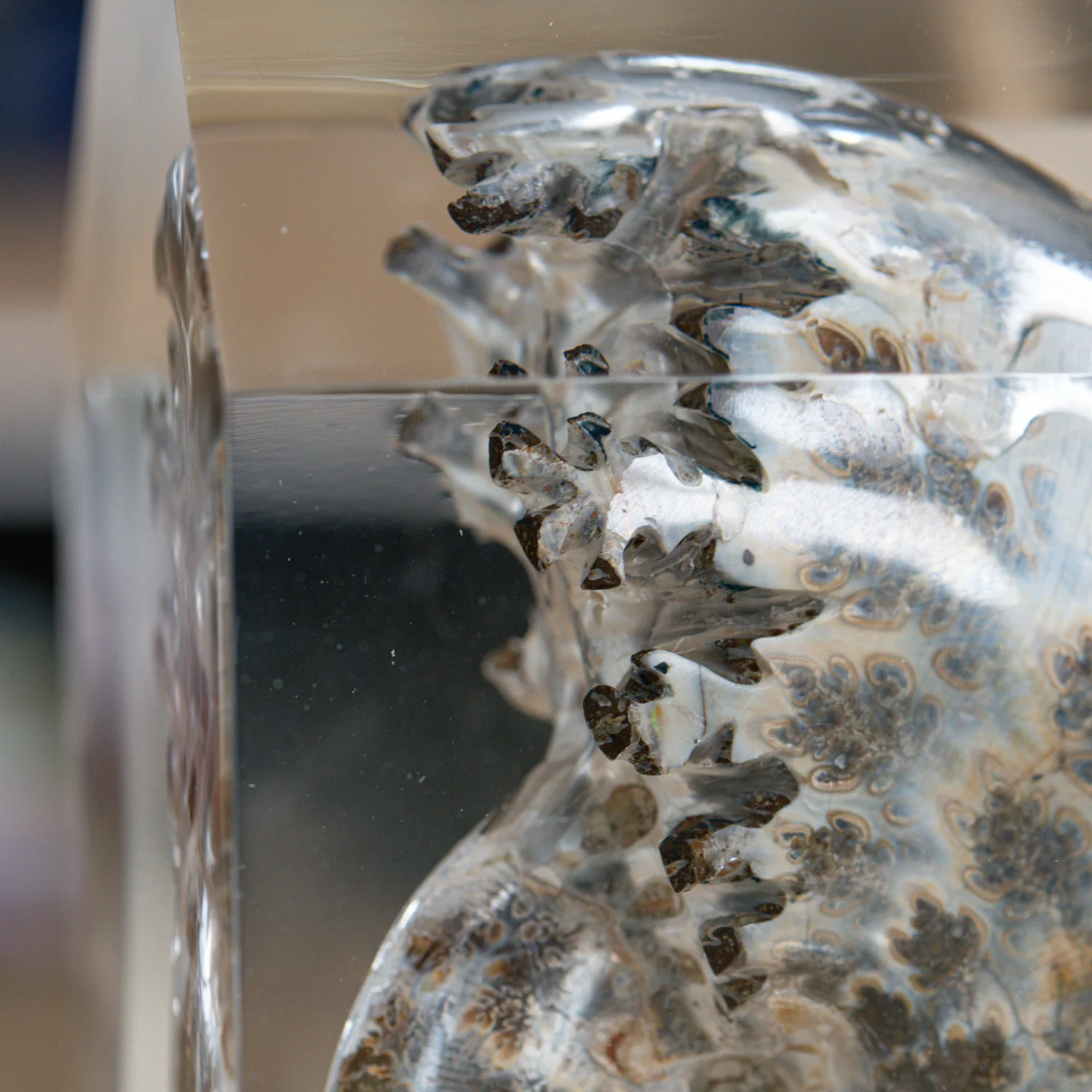 Phylloceras Ammonite Point - Acrylic Sculpture - Image 17