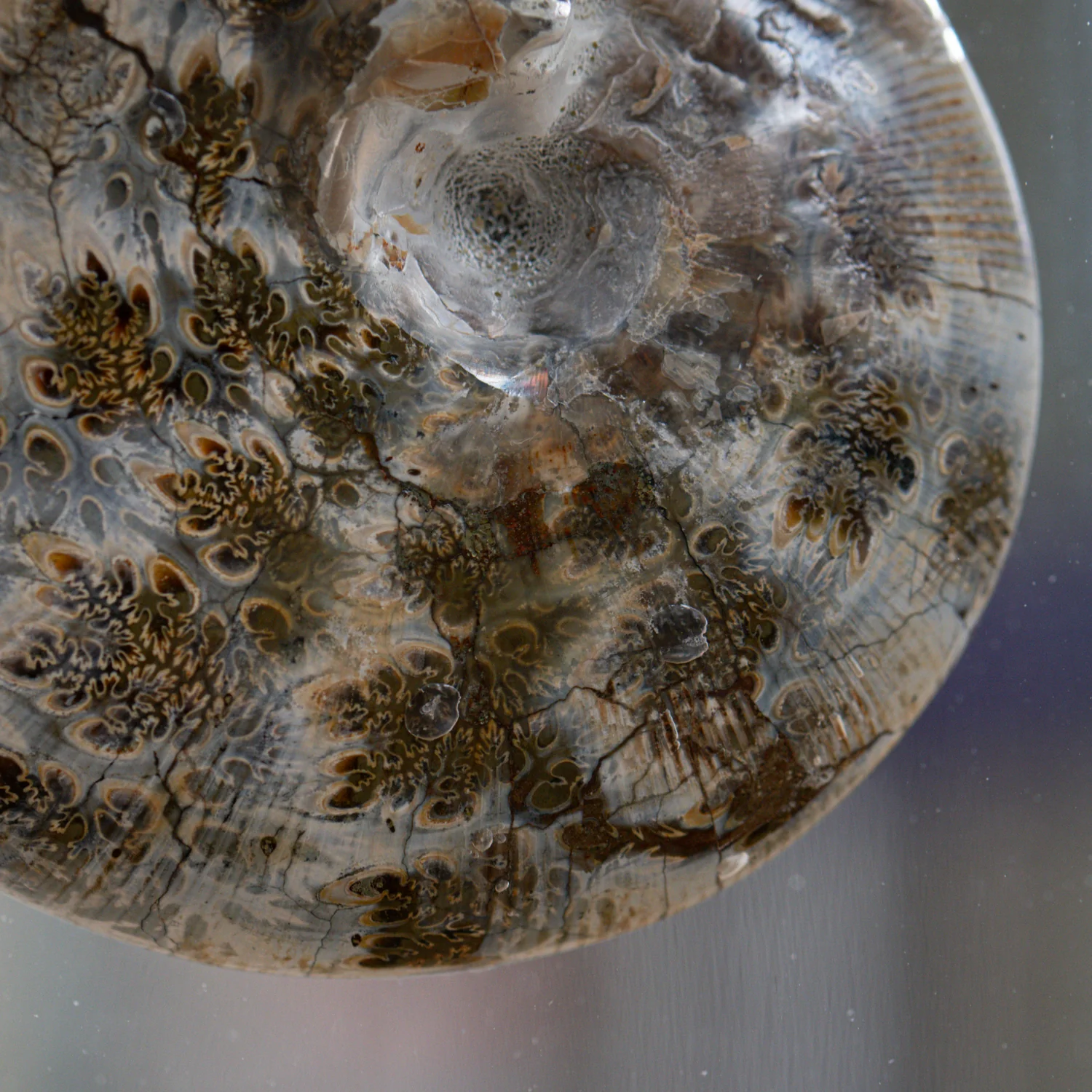 Phylloceras Ammonite Point - Acrylic Sculpture - Image 18