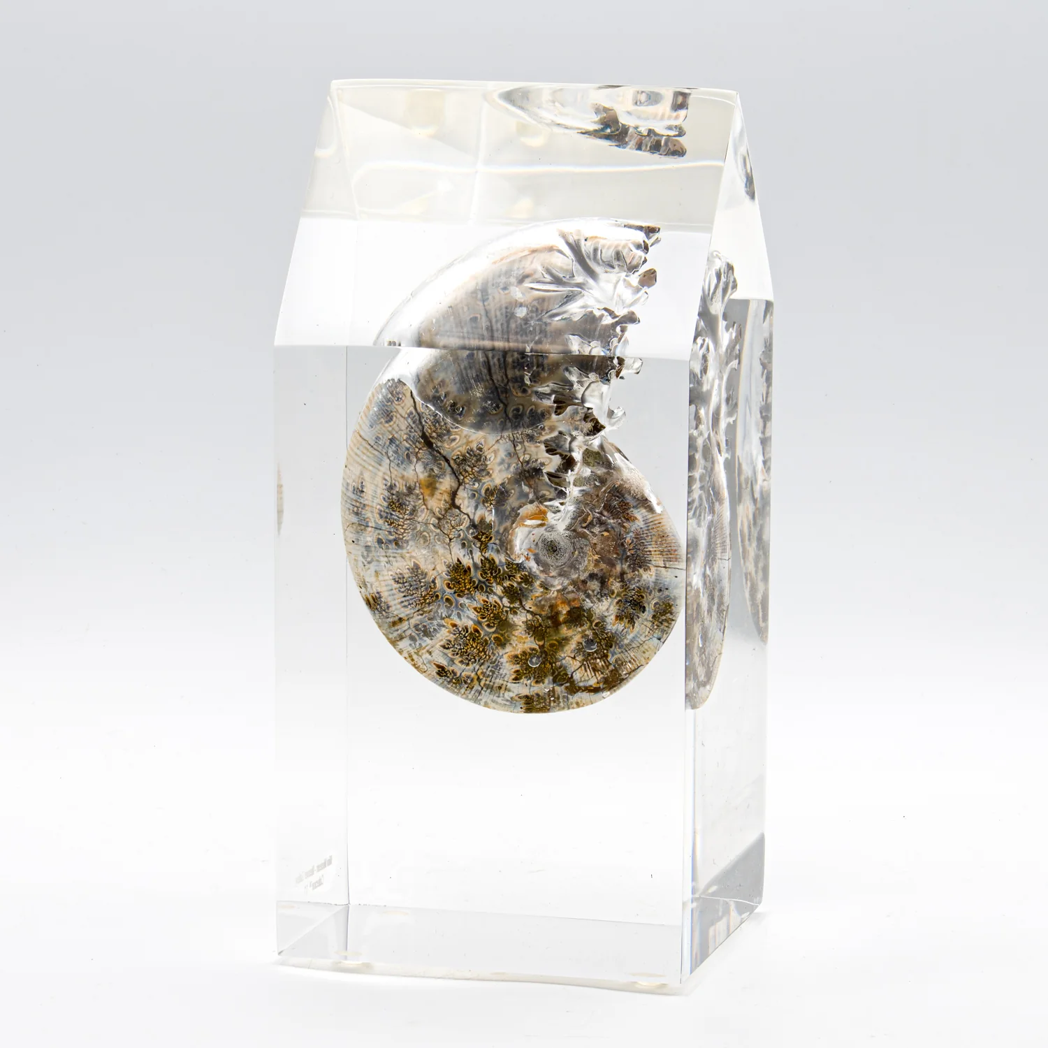 Phylloceras Ammonite Point - Acrylic Sculpture - Image 19