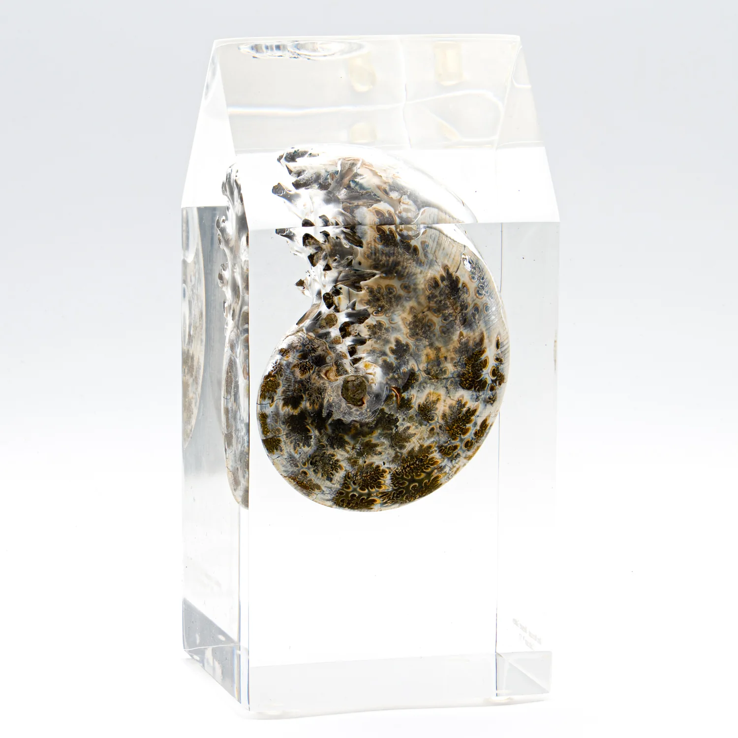 Phylloceras Ammonite Point - Acrylic Sculpture - Image 2