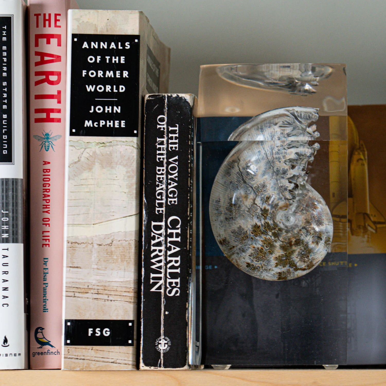 Phylloceras Ammonite Point - Acrylic Sculpture - Image 3