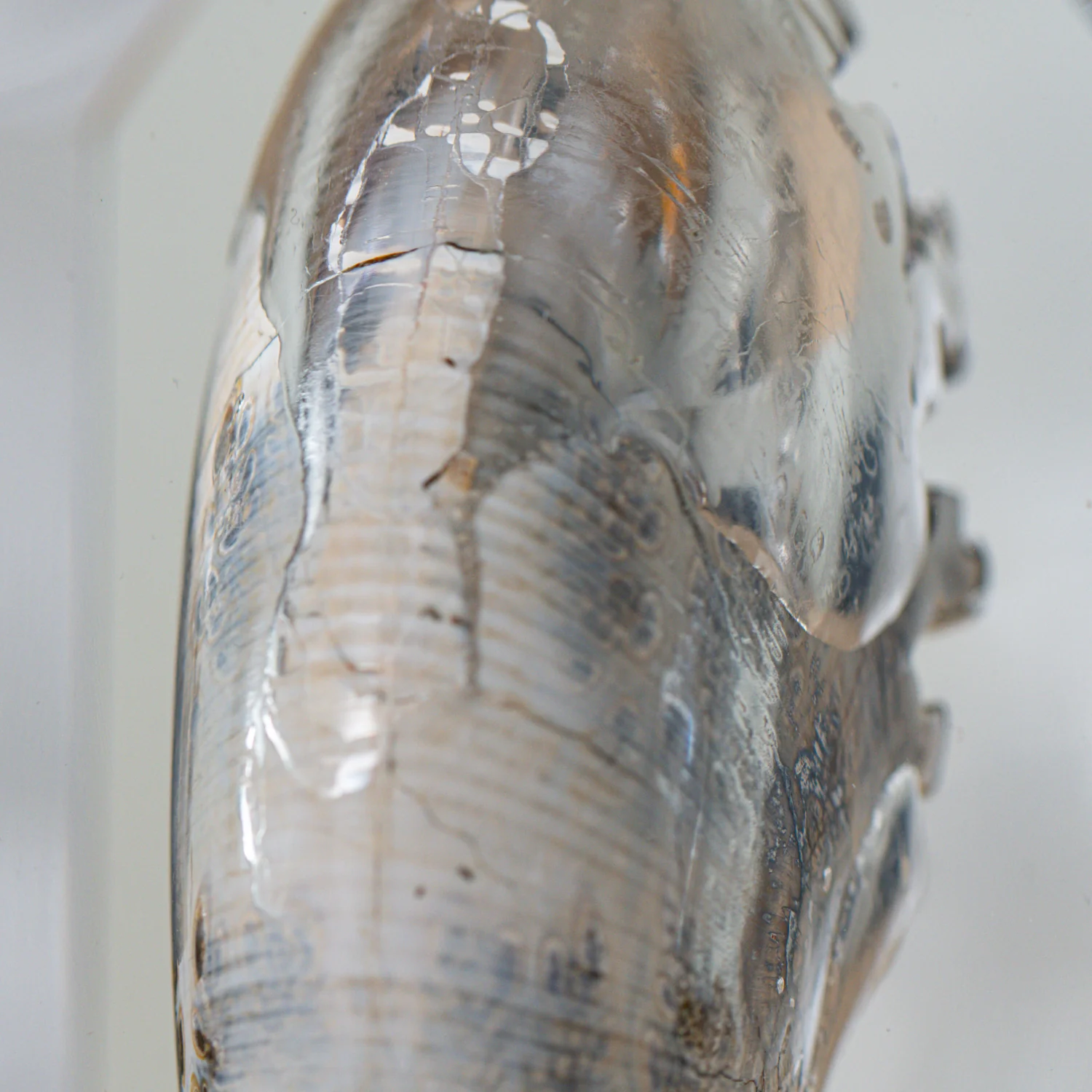 Phylloceras Ammonite Point - Acrylic Sculpture - Image 5