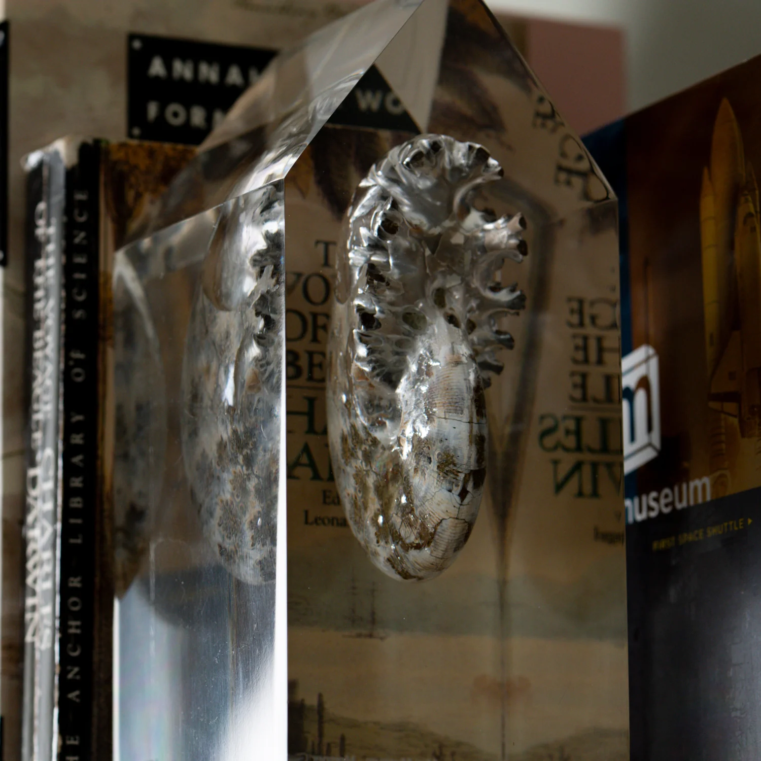Phylloceras Ammonite Point - Acrylic Sculpture - Image 7