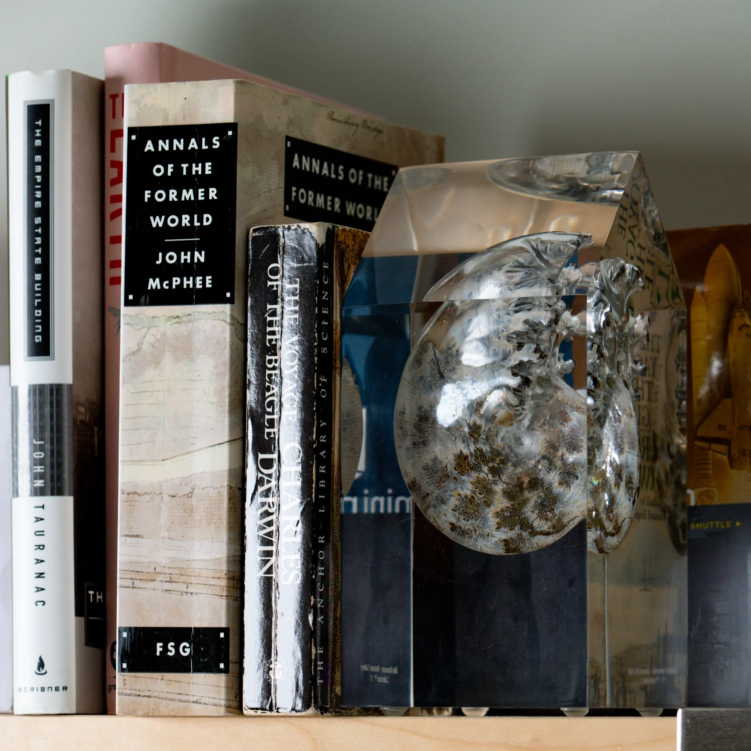 Phylloceras Ammonite Point - Acrylic Sculpture - Image 8
